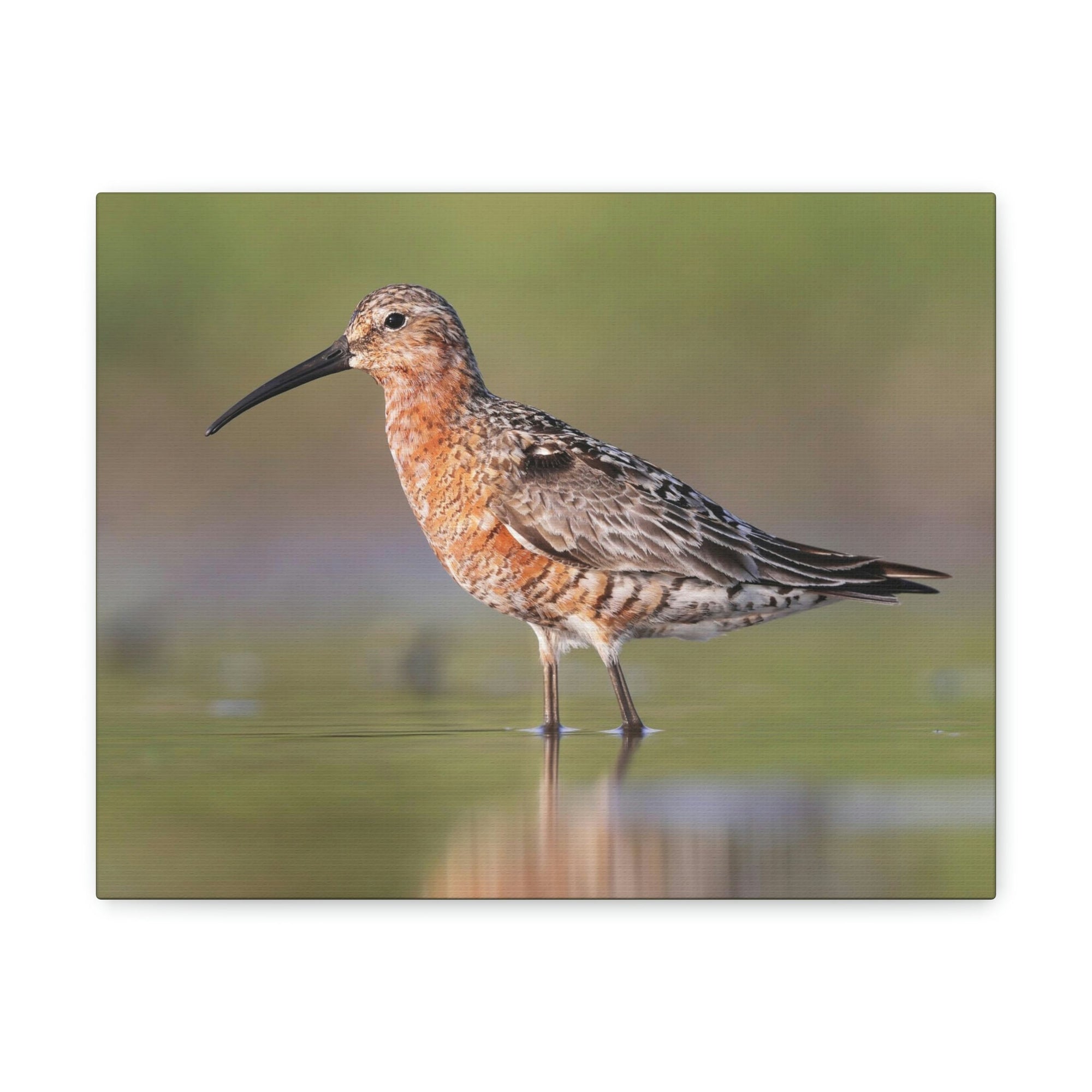 Scripture Walls Sandpiper Hunting Sandpiper on Hunt Print Animal Wall Art Wildlife Canvas Prints Wall Art Ready to Hang Unframed-Express Your Love Gifts