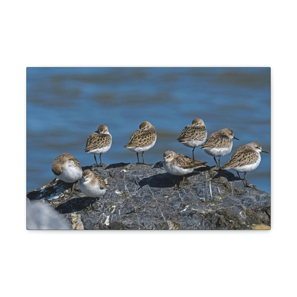 Scripture Walls Sandpipers on a Rock Animal Wall Art Wildlife Canvas Prints Wall Art Ready to Hang Unframed-Express Your Love Gifts