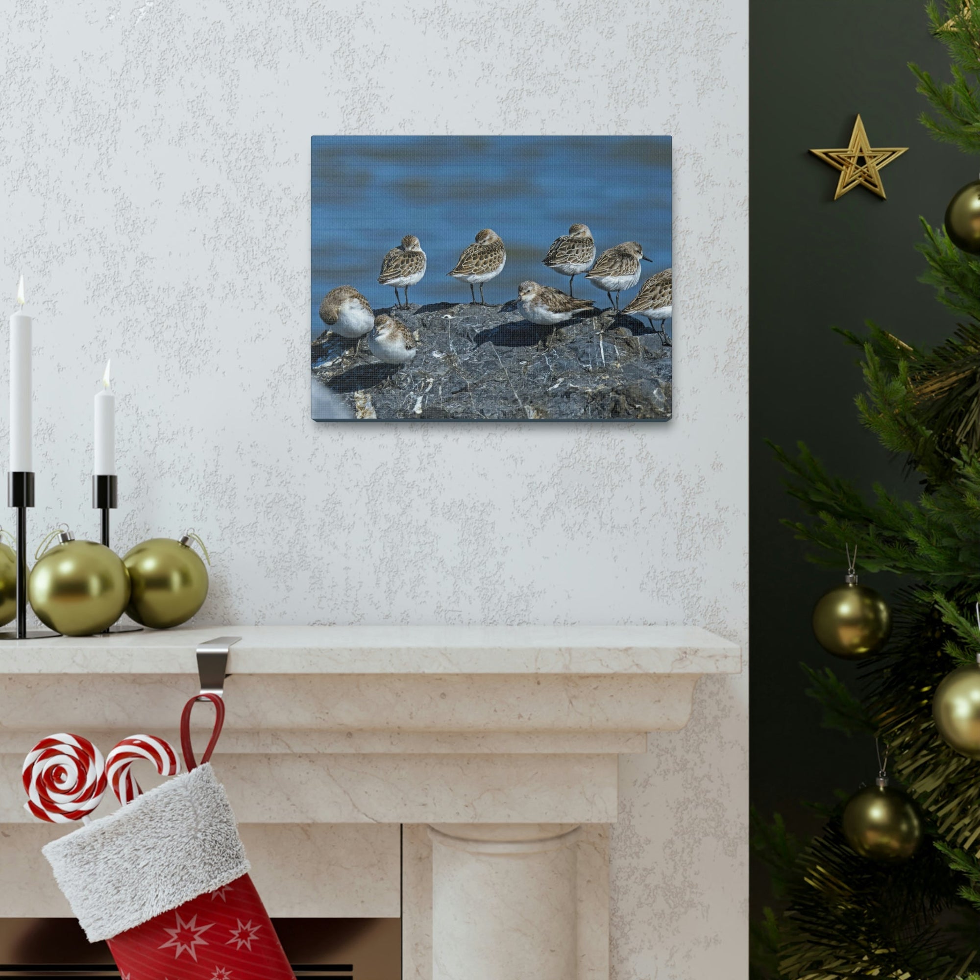 Scripture Walls Sandpipers on a Rock Animal Wall Art Wildlife Canvas Prints Wall Art Ready to Hang Unframed-Express Your Love Gifts