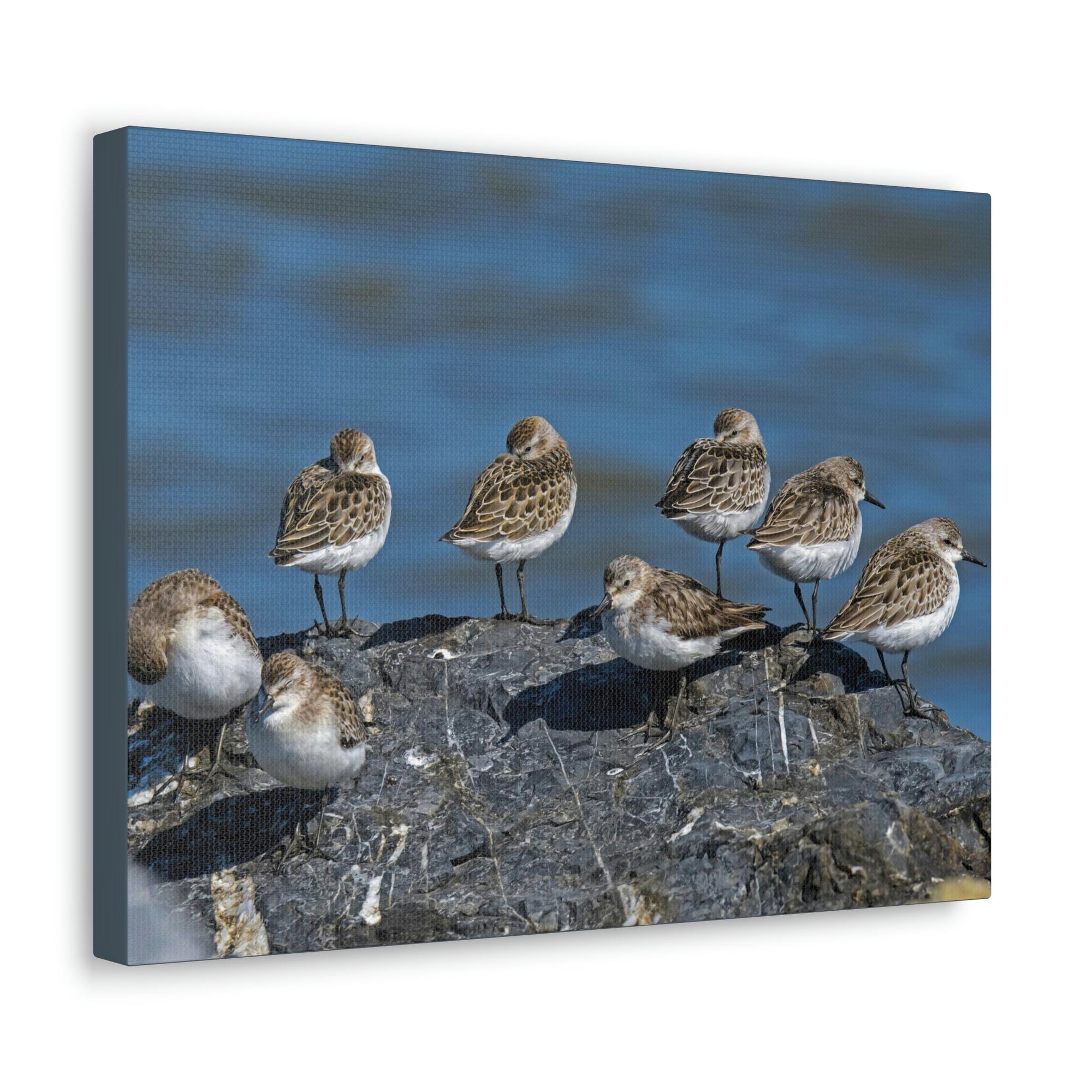 Scripture Walls Sandpipers on a Rock Animal Wall Art Wildlife Canvas Prints Wall Art Ready to Hang Unframed-Express Your Love Gifts