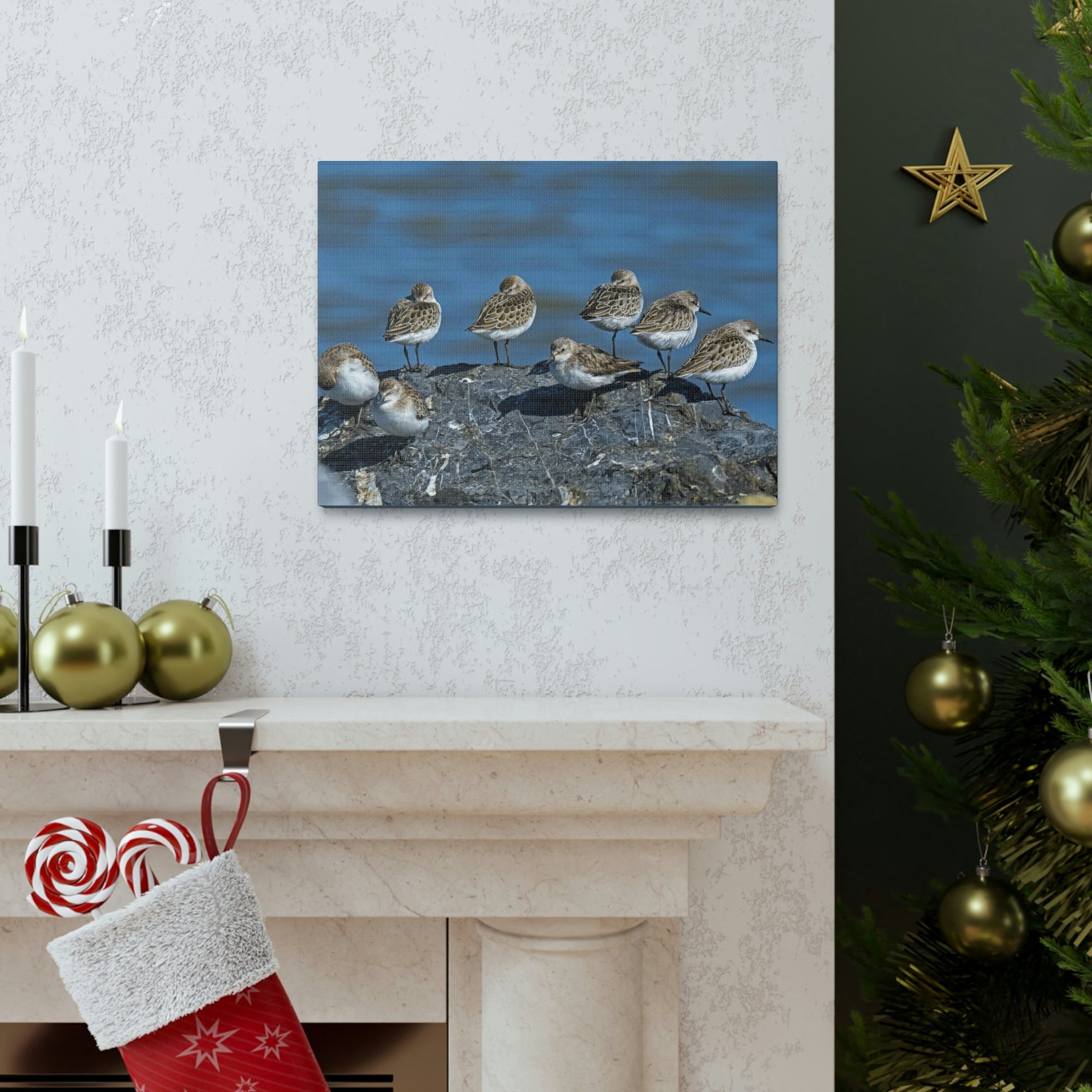 Scripture Walls Sandpipers on a Rock Animal Wall Art Wildlife Canvas Prints Wall Art Ready to Hang Unframed-Express Your Love Gifts