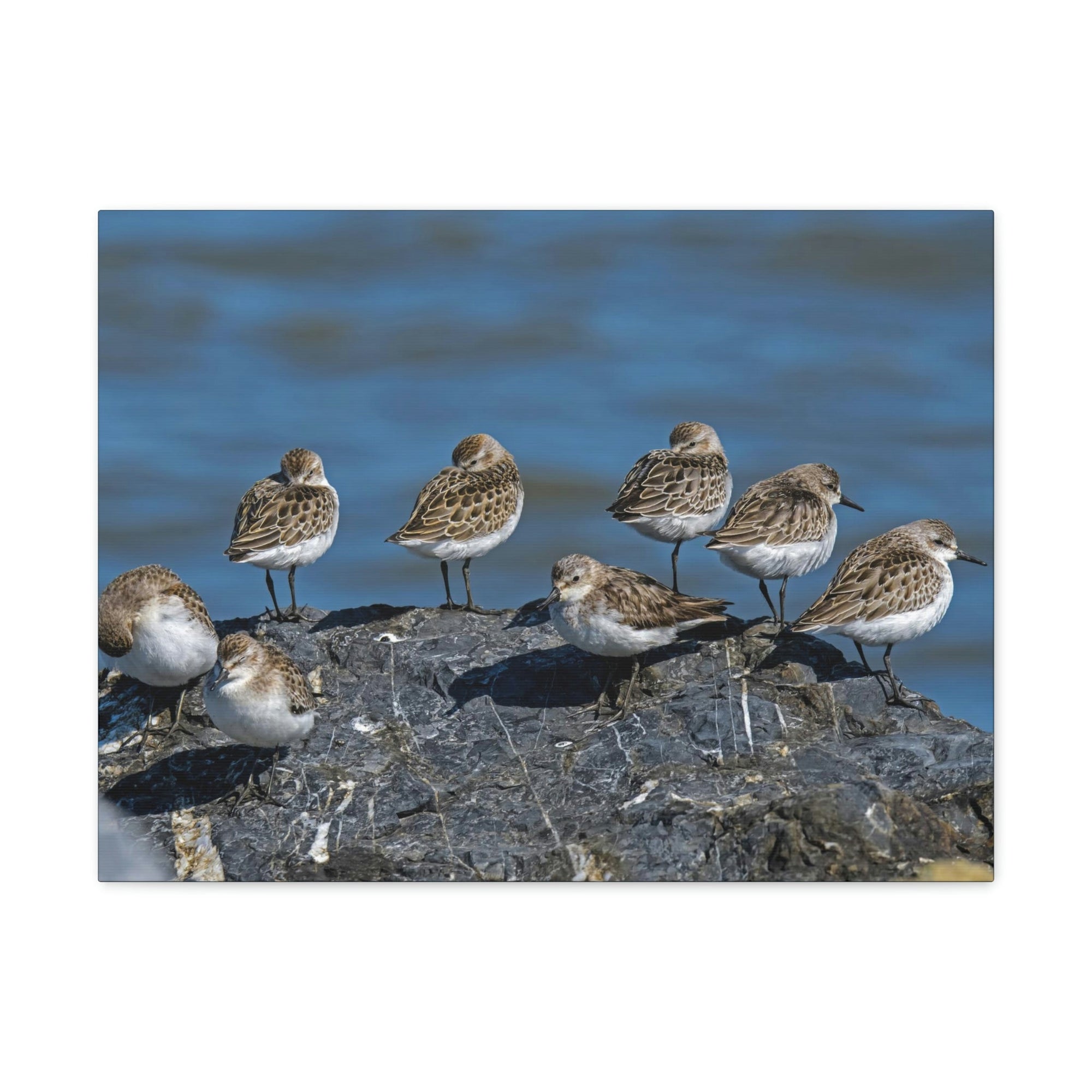 Scripture Walls Sandpipers on a Rock Animal Wall Art Wildlife Canvas Prints Wall Art Ready to Hang Unframed-Express Your Love Gifts