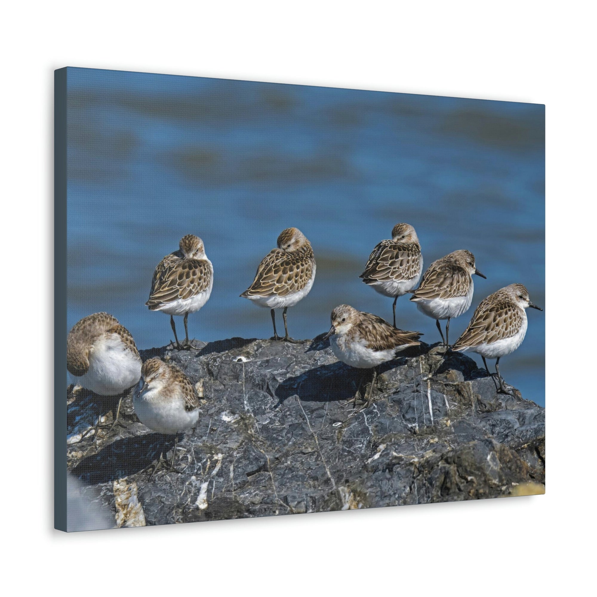 Scripture Walls Sandpipers on a Rock Animal Wall Art Wildlife Canvas Prints Wall Art Ready to Hang Unframed-Express Your Love Gifts