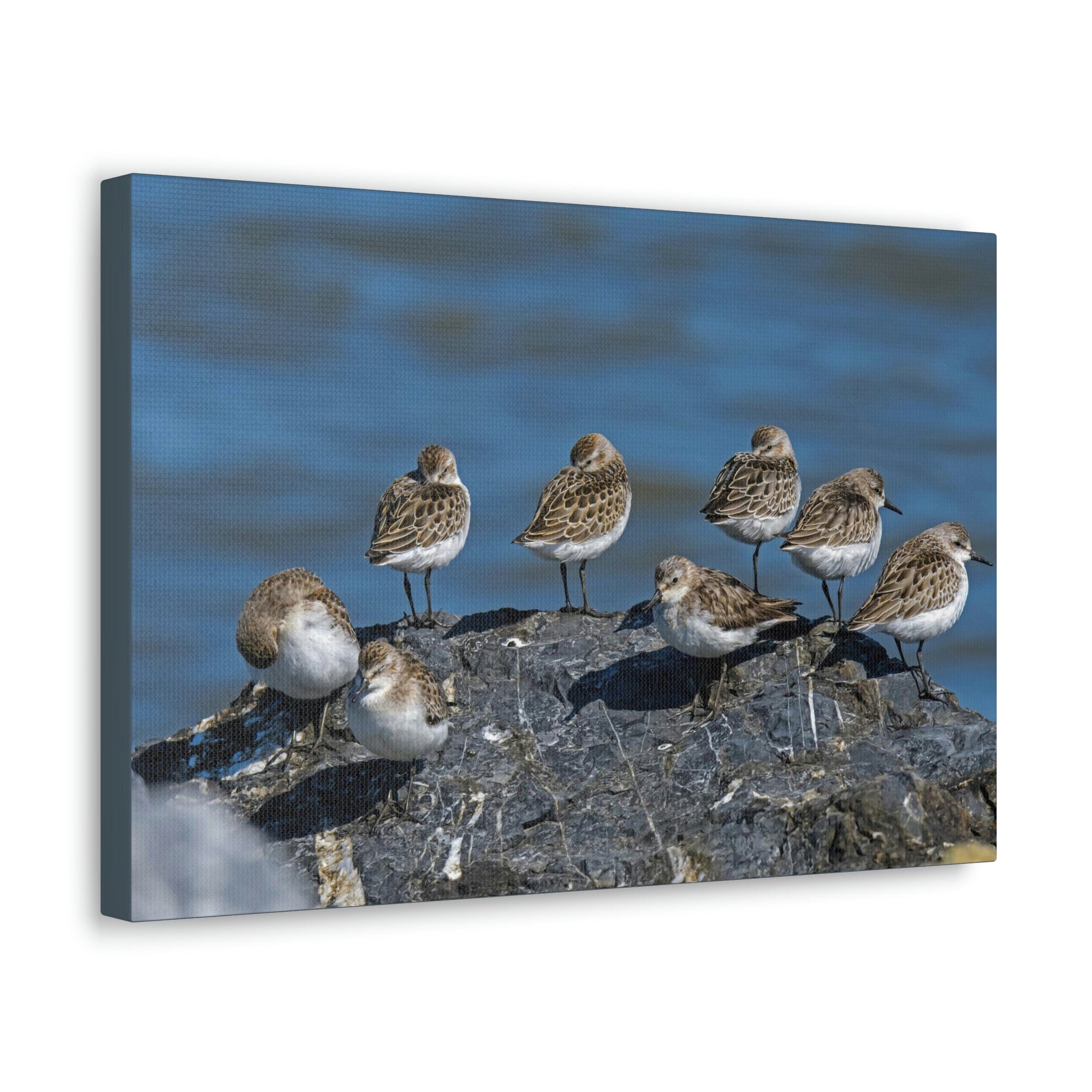 Scripture Walls Sandpipers on a Rock Animal Wall Art Wildlife Canvas Prints Wall Art Ready to Hang Unframed-Express Your Love Gifts