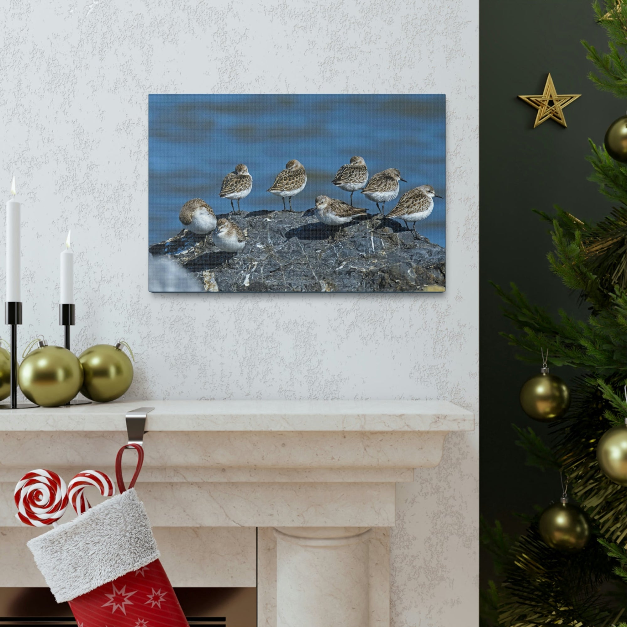 Scripture Walls Sandpipers on a Rock Animal Wall Art Wildlife Canvas Prints Wall Art Ready to Hang Unframed-Express Your Love Gifts