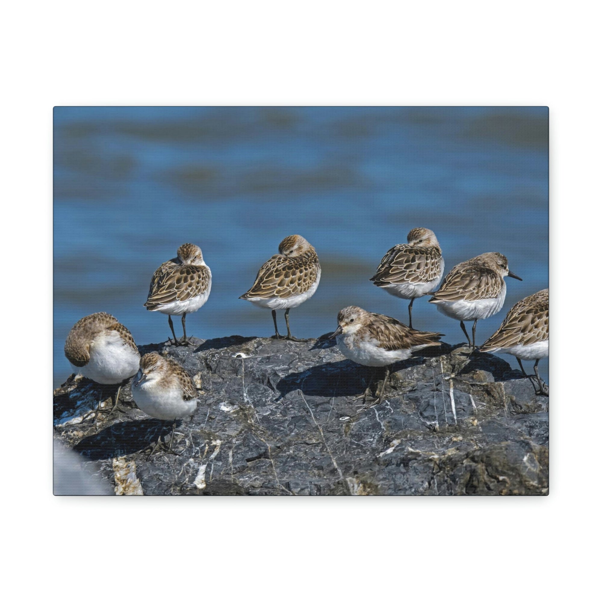 Scripture Walls Sandpipers on a Rock Animal Wall Art Wildlife Canvas Prints Wall Art Ready to Hang Unframed-Express Your Love Gifts