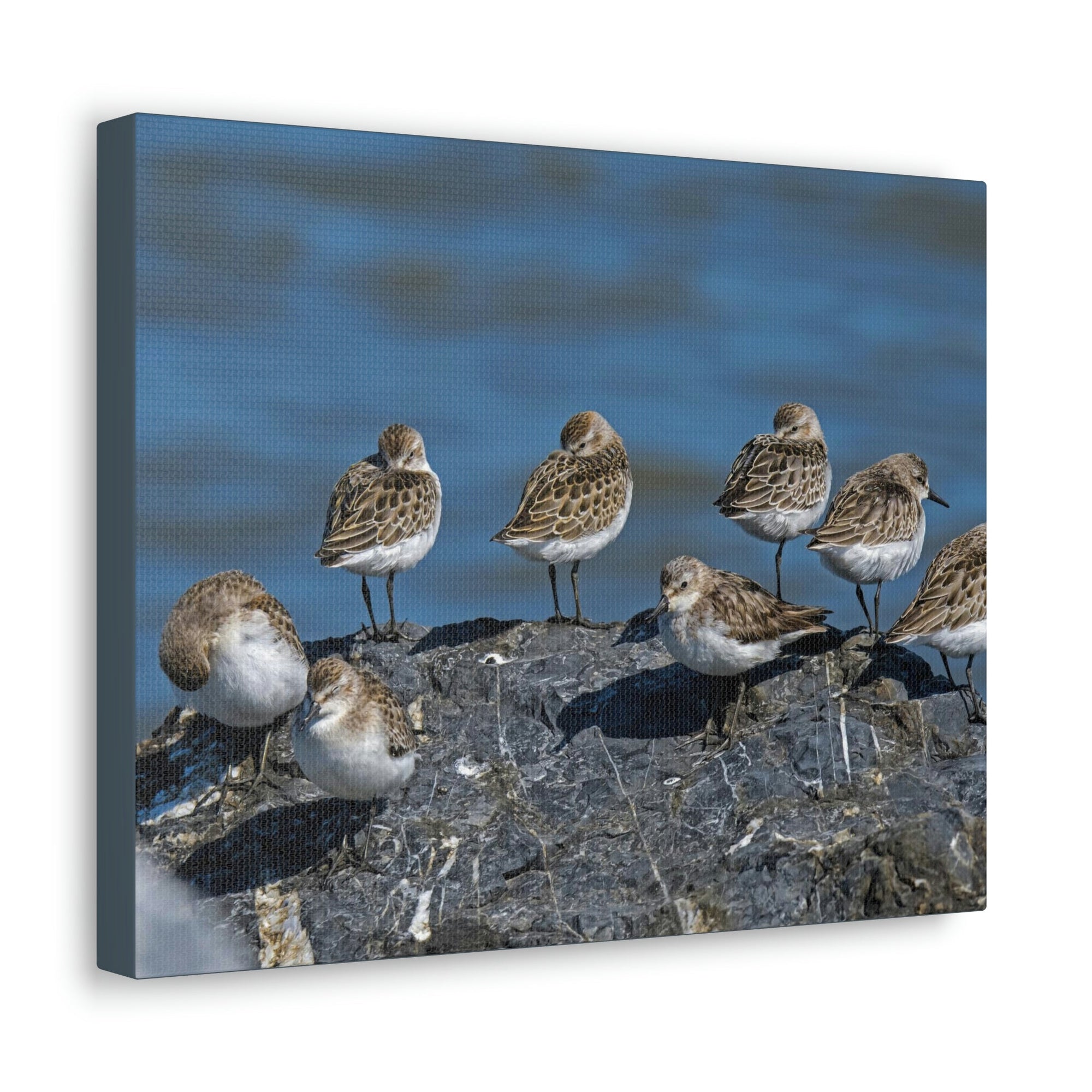 Scripture Walls Sandpipers on a Rock Animal Wall Art Wildlife Canvas Prints Wall Art Ready to Hang Unframed-Express Your Love Gifts