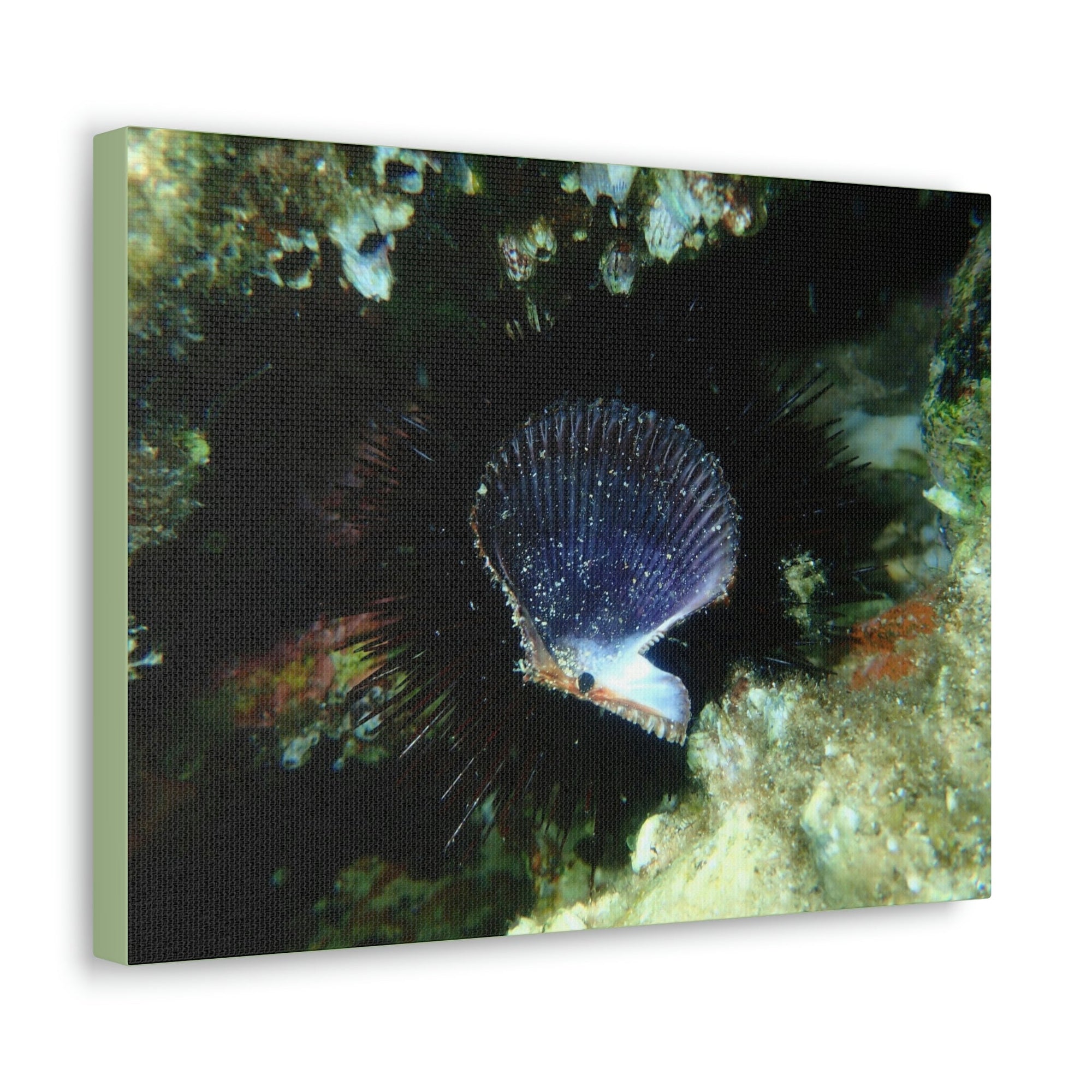 Scripture Walls Scallop Hunting Scallop on Hunt Print Animal Wall Art Wildlife Canvas Prints Wall Art Ready to Hang Unframed-Express Your Love Gifts