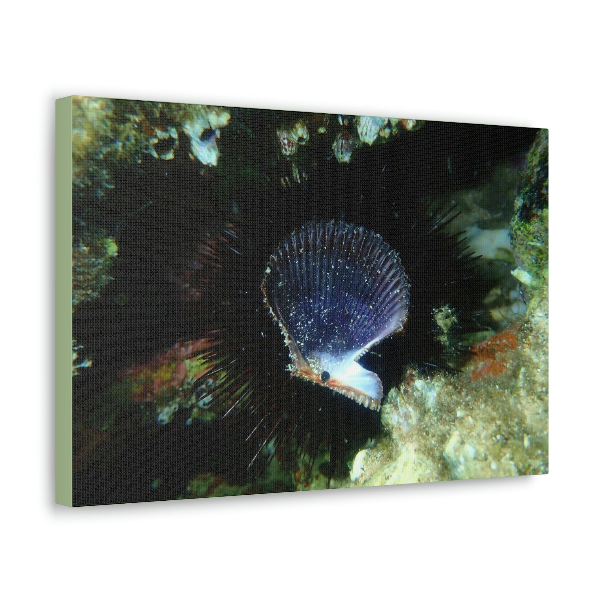 Scripture Walls Scallop Hunting Scallop on Hunt Print Animal Wall Art Wildlife Canvas Prints Wall Art Ready to Hang Unframed-Express Your Love Gifts