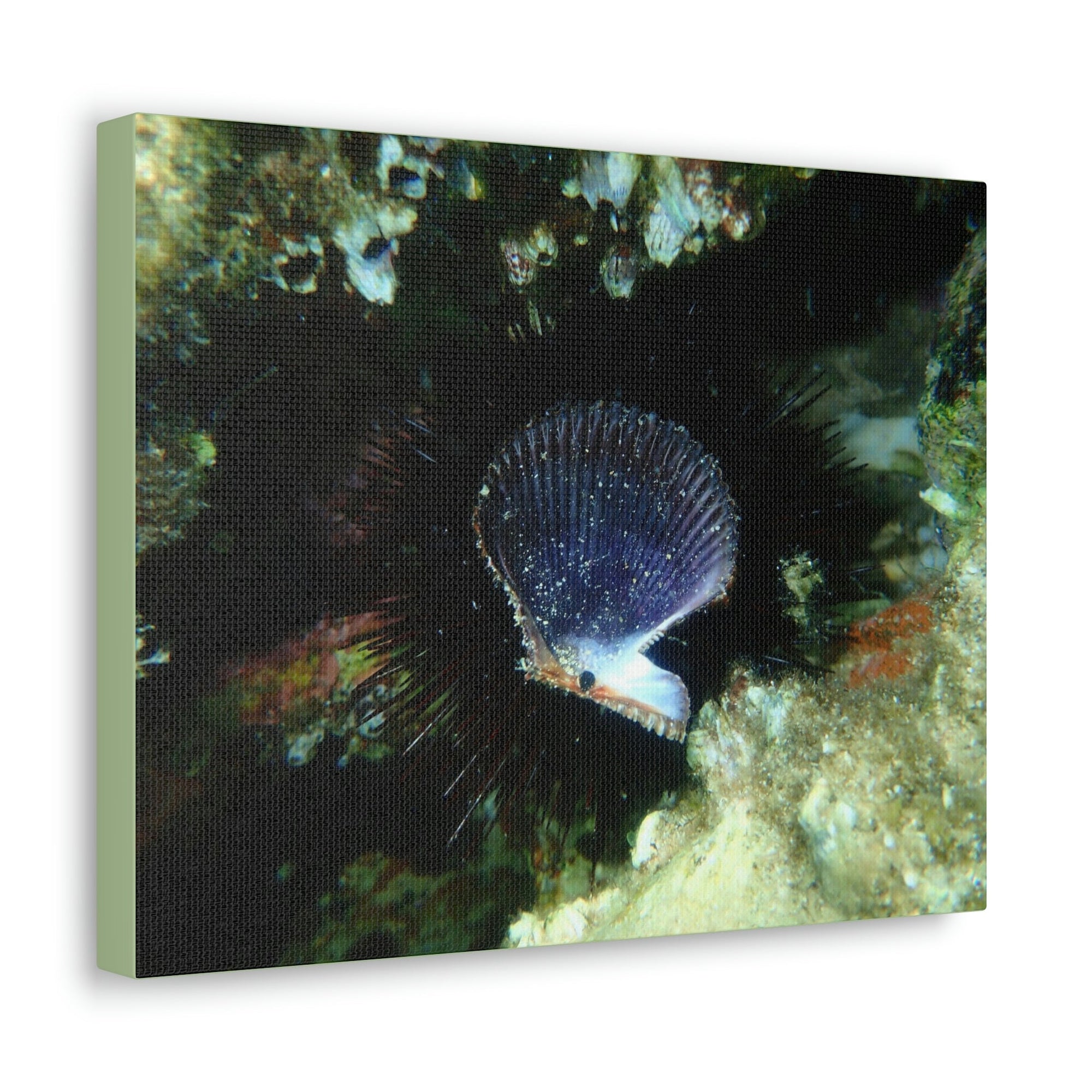 Scripture Walls Scallop Hunting Scallop on Hunt Print Animal Wall Art Wildlife Canvas Prints Wall Art Ready to Hang Unframed-Express Your Love Gifts