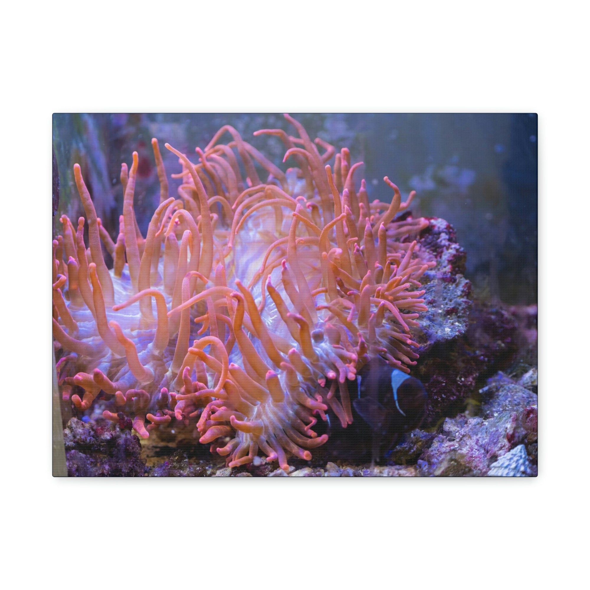 Scripture Walls Sea Anemone Group Sea Anemone Troop Print Animal Wall Art Wildlife Canvas Prints Wall Art Ready to Hang Unframed-Express Your Love Gifts