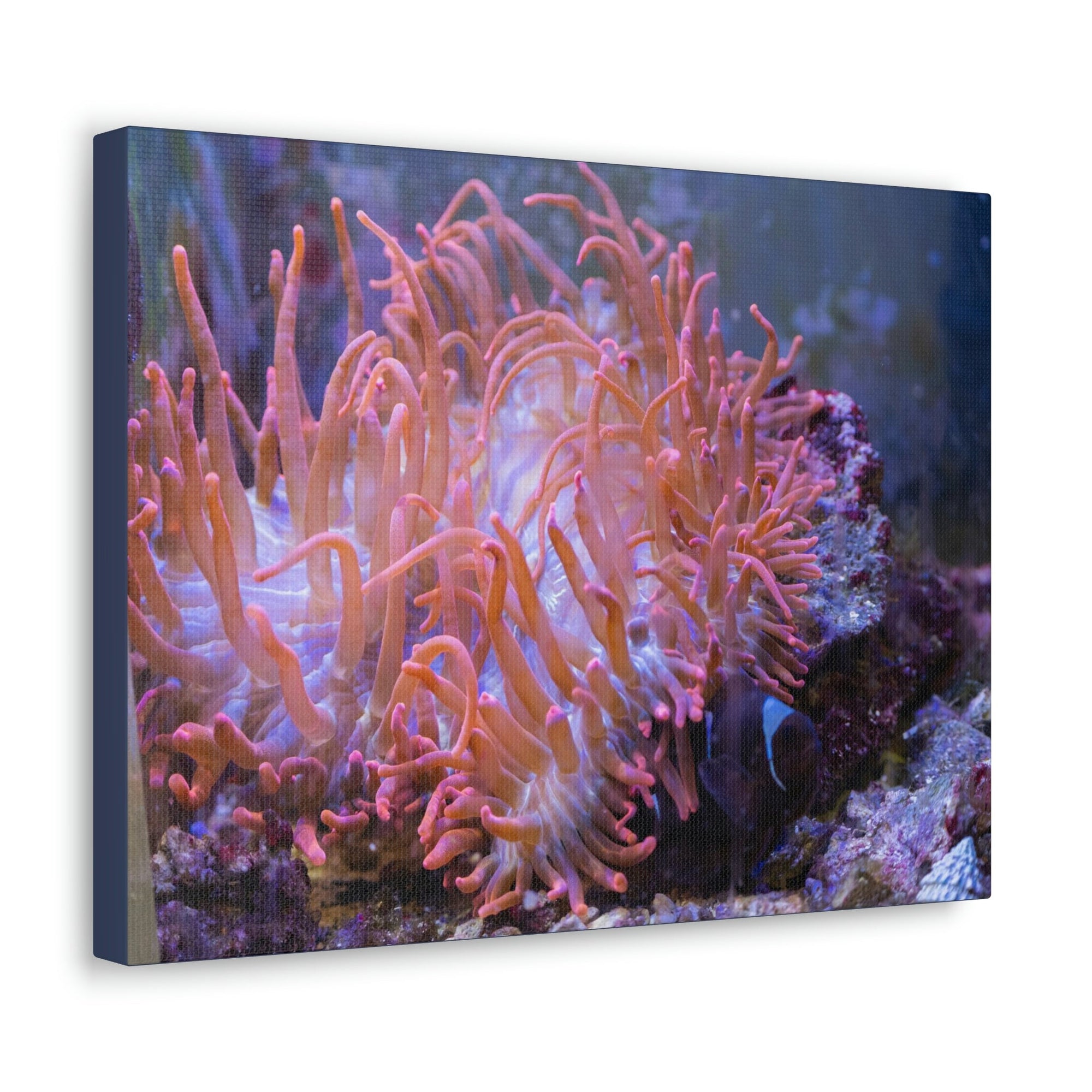 Scripture Walls Sea Anemone Group Sea Anemone Troop Print Animal Wall Art Wildlife Canvas Prints Wall Art Ready to Hang Unframed-Express Your Love Gifts