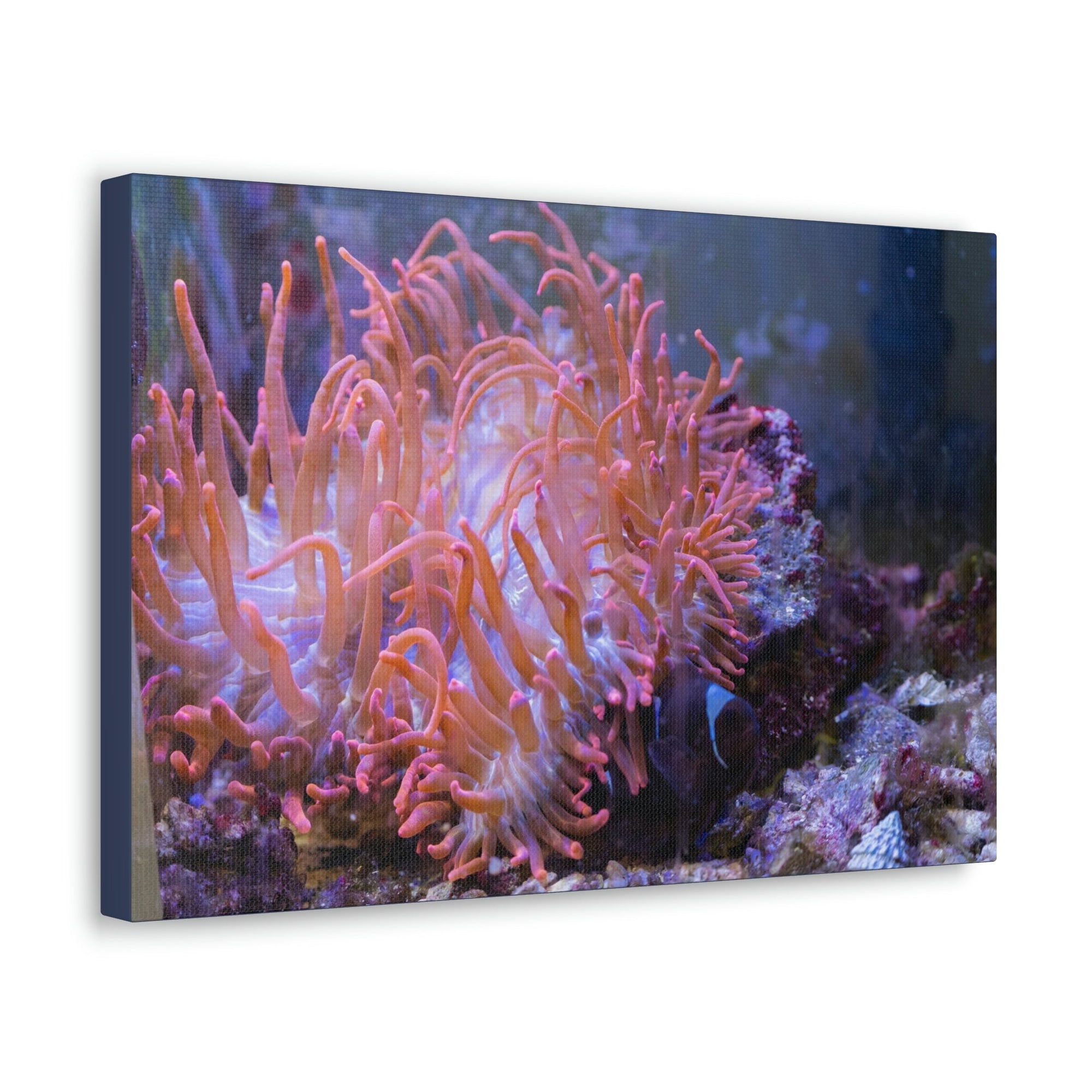 Scripture Walls Sea Anemone Group Sea Anemone Troop Print Animal Wall Art Wildlife Canvas Prints Wall Art Ready to Hang Unframed-Express Your Love Gifts