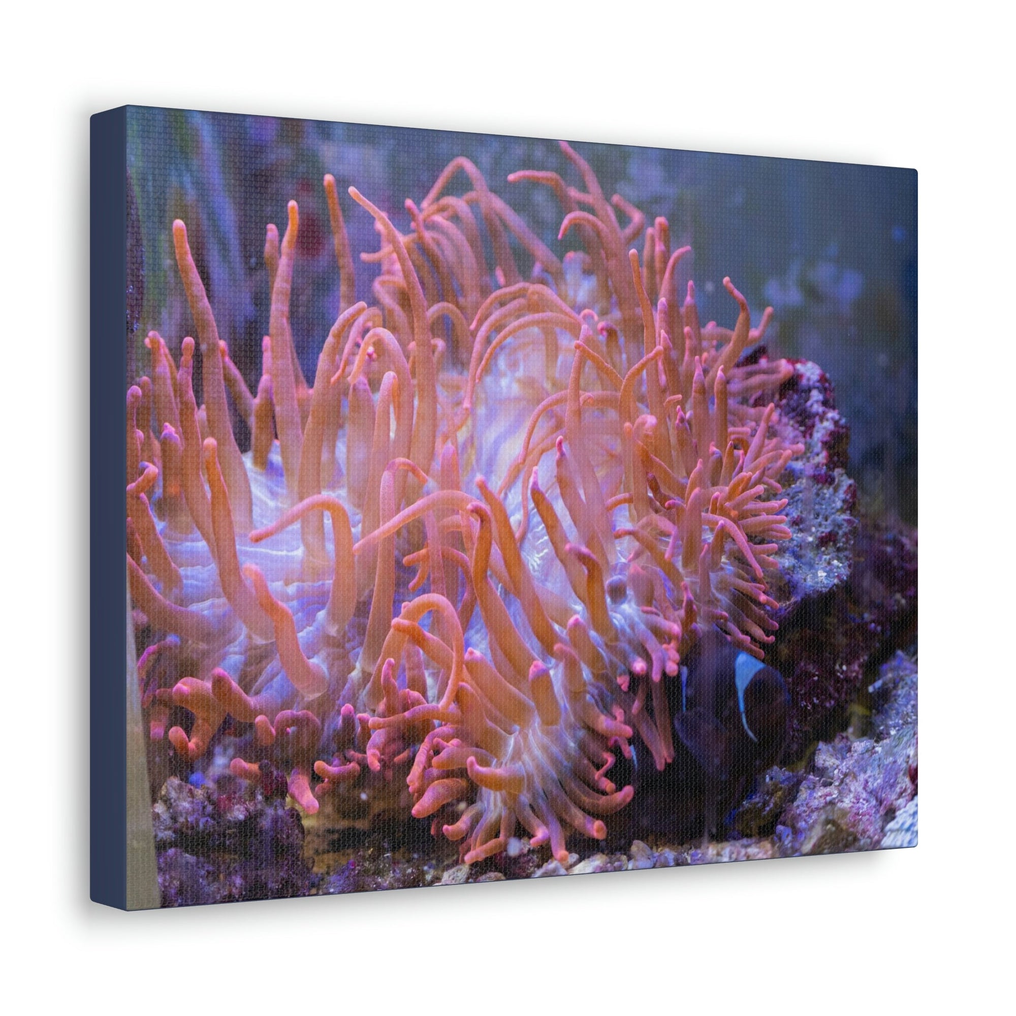 Scripture Walls Sea Anemone Group Sea Anemone Troop Print Animal Wall Art Wildlife Canvas Prints Wall Art Ready to Hang Unframed-Express Your Love Gifts