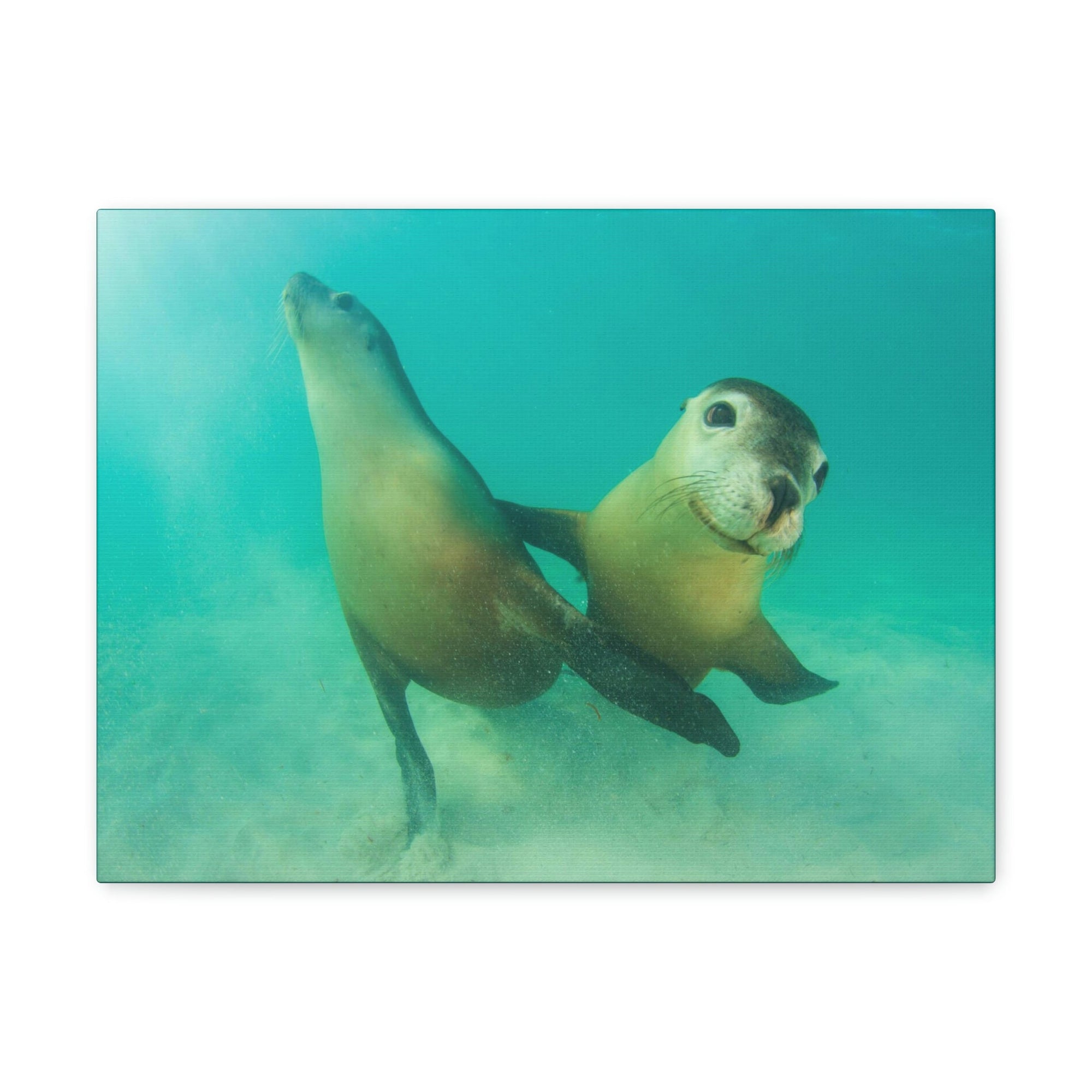 Scripture Walls Sea Lion Couple Sea Lion Couple Print Animal Wall Art Wildlife Canvas Prints Wall Art Ready to Hang Unframed-Express Your Love Gifts