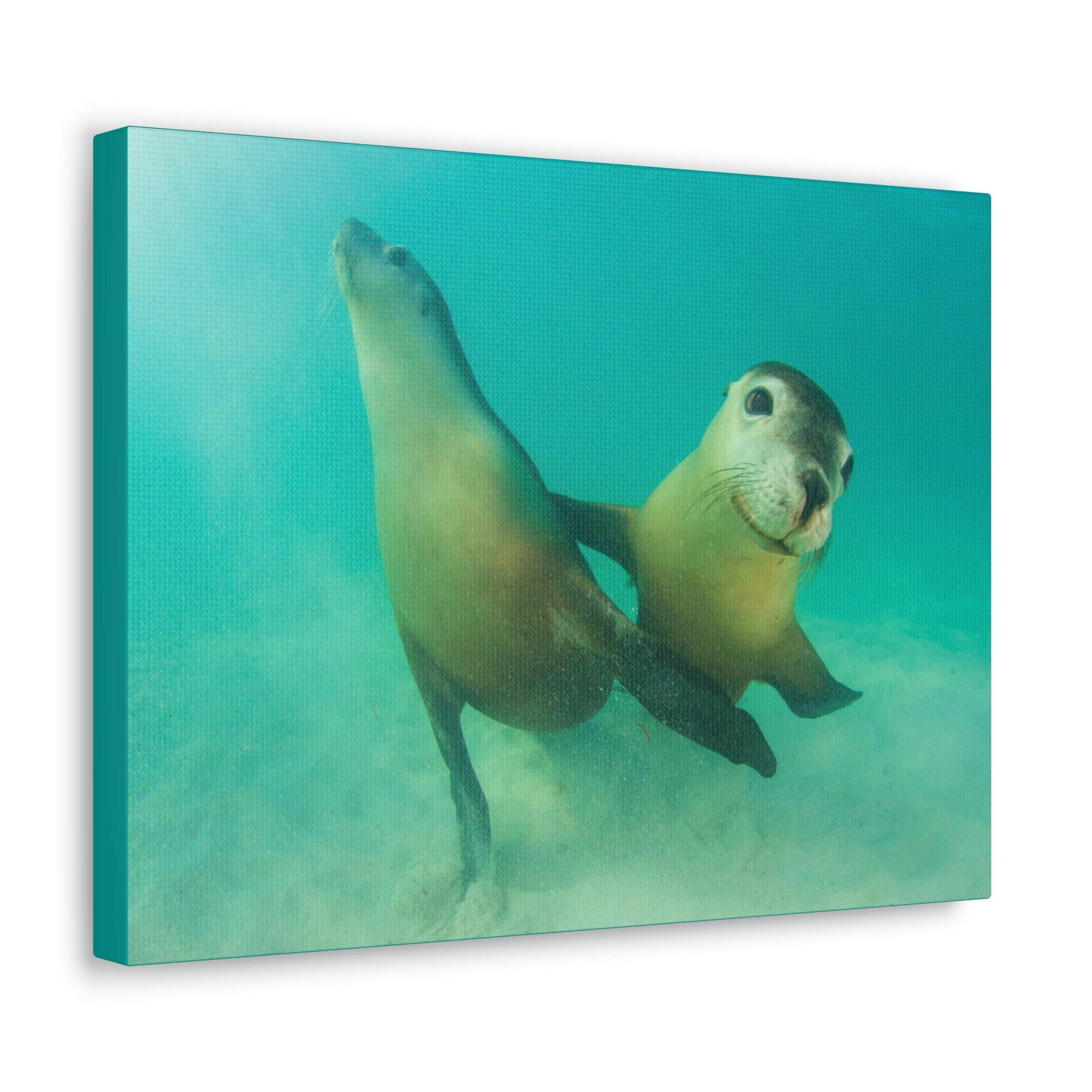 Scripture Walls Sea Lion Couple Sea Lion Couple Print Animal Wall Art Wildlife Canvas Prints Wall Art Ready to Hang Unframed-Express Your Love Gifts