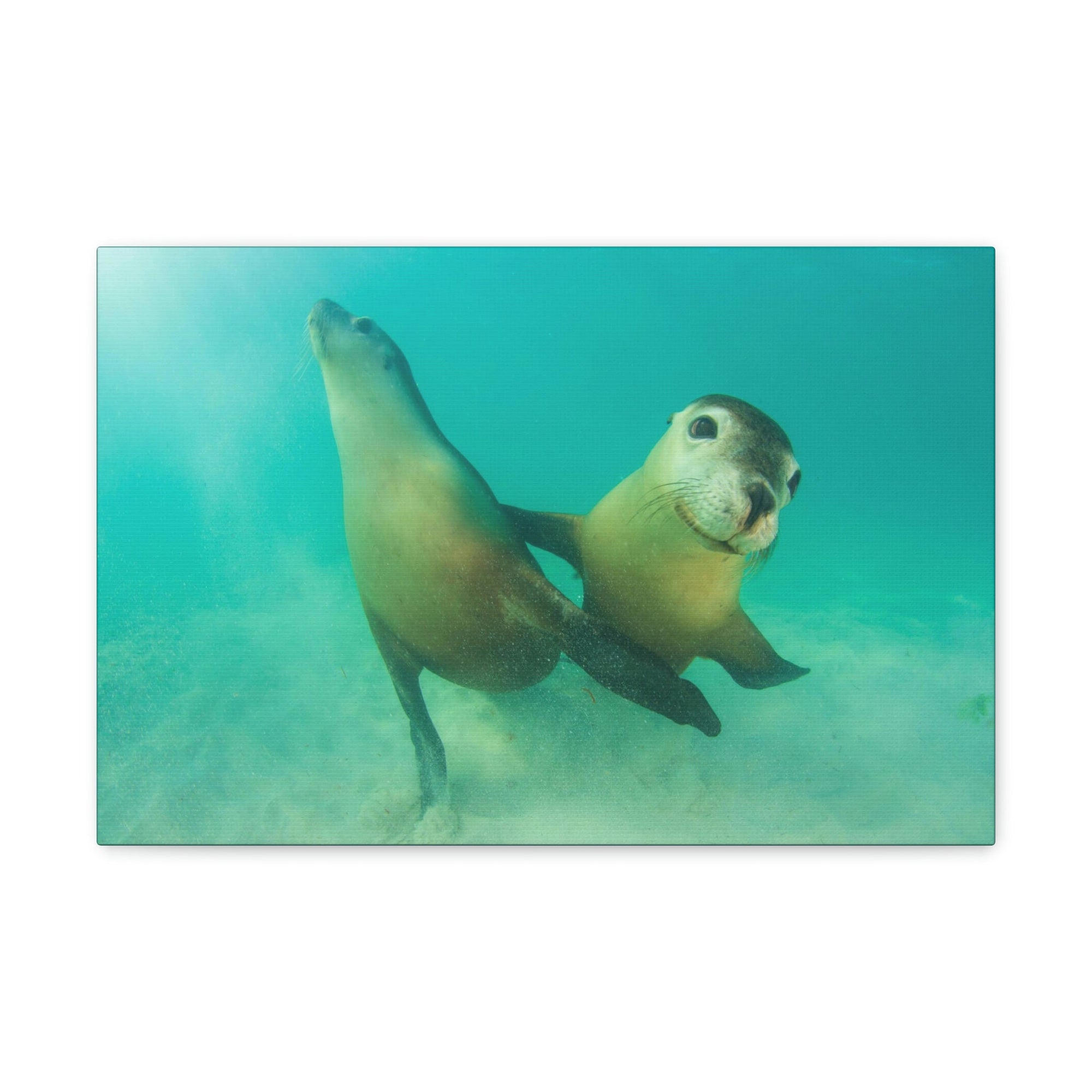 Scripture Walls Sea Lion Couple Sea Lion Couple Print Animal Wall Art Wildlife Canvas Prints Wall Art Ready to Hang Unframed-Express Your Love Gifts