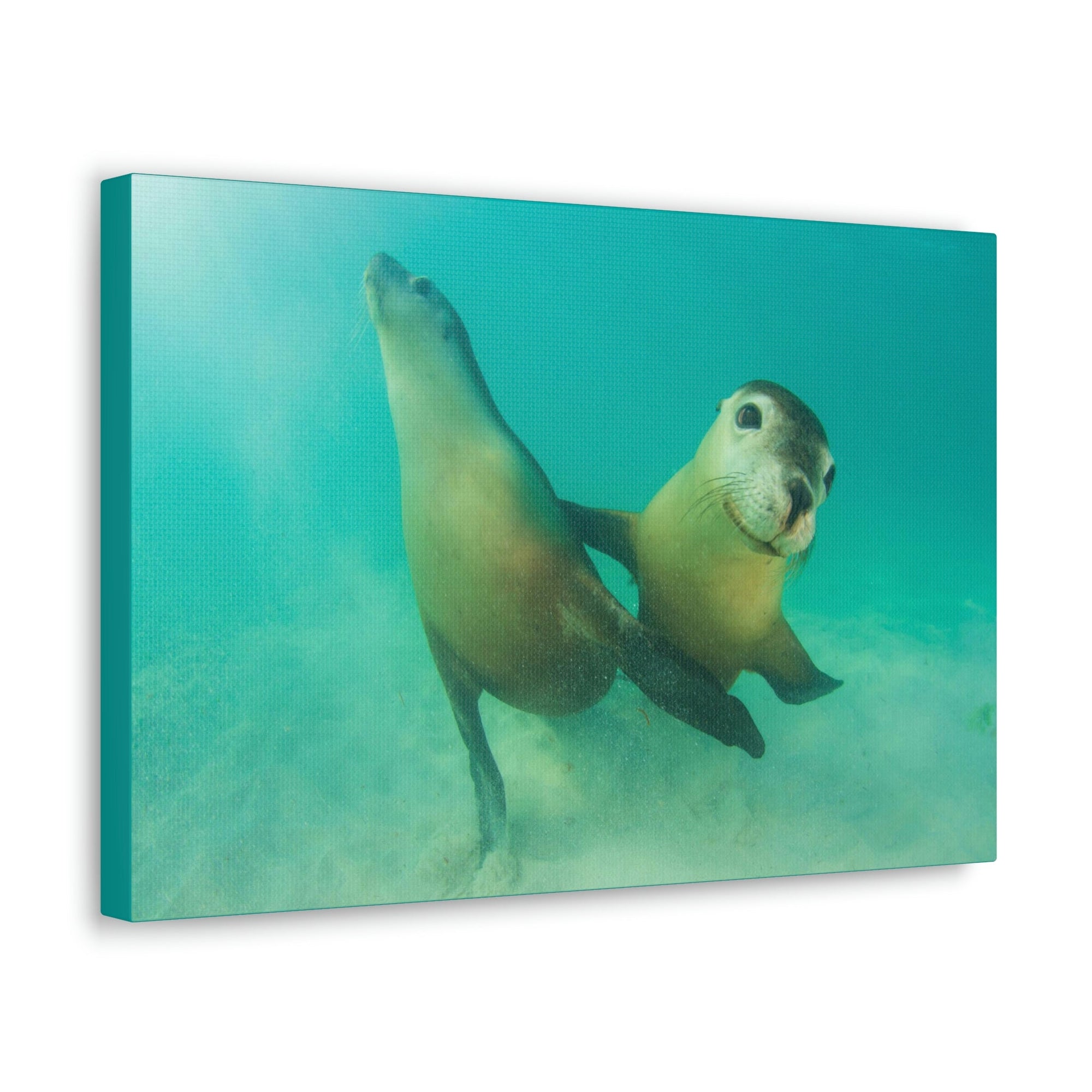 Scripture Walls Sea Lion Couple Sea Lion Couple Print Animal Wall Art Wildlife Canvas Prints Wall Art Ready to Hang Unframed-Express Your Love Gifts