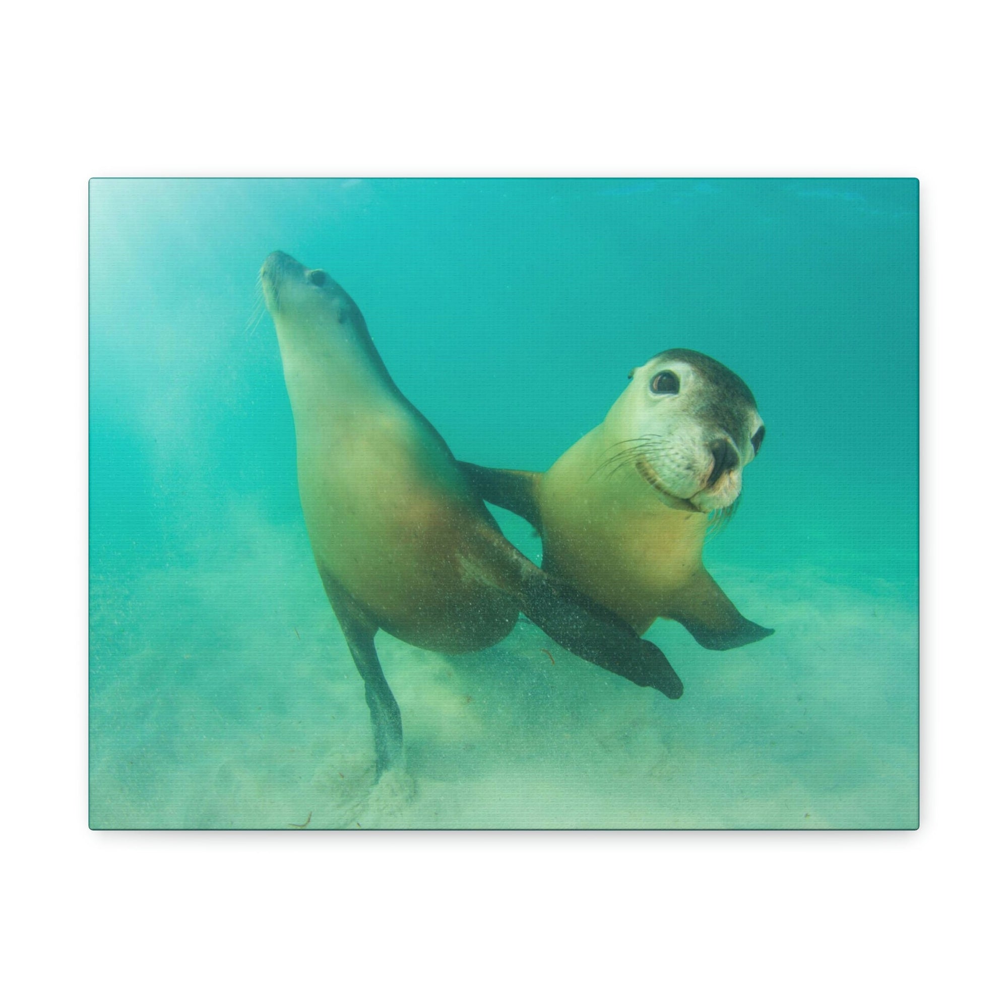 Scripture Walls Sea Lion Couple Sea Lion Couple Print Animal Wall Art Wildlife Canvas Prints Wall Art Ready to Hang Unframed-Express Your Love Gifts