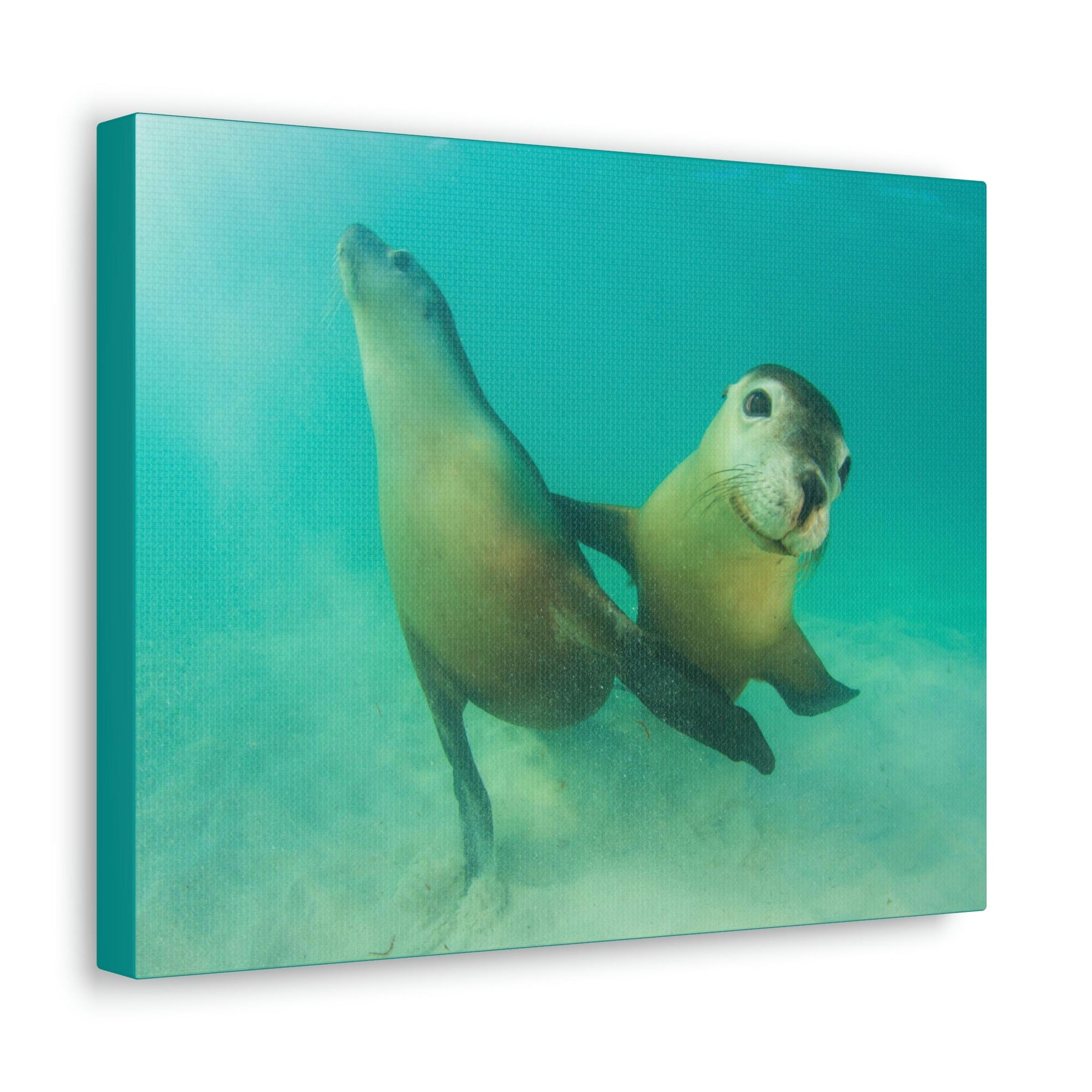 Scripture Walls Sea Lion Couple Sea Lion Couple Print Animal Wall Art Wildlife Canvas Prints Wall Art Ready to Hang Unframed-Express Your Love Gifts