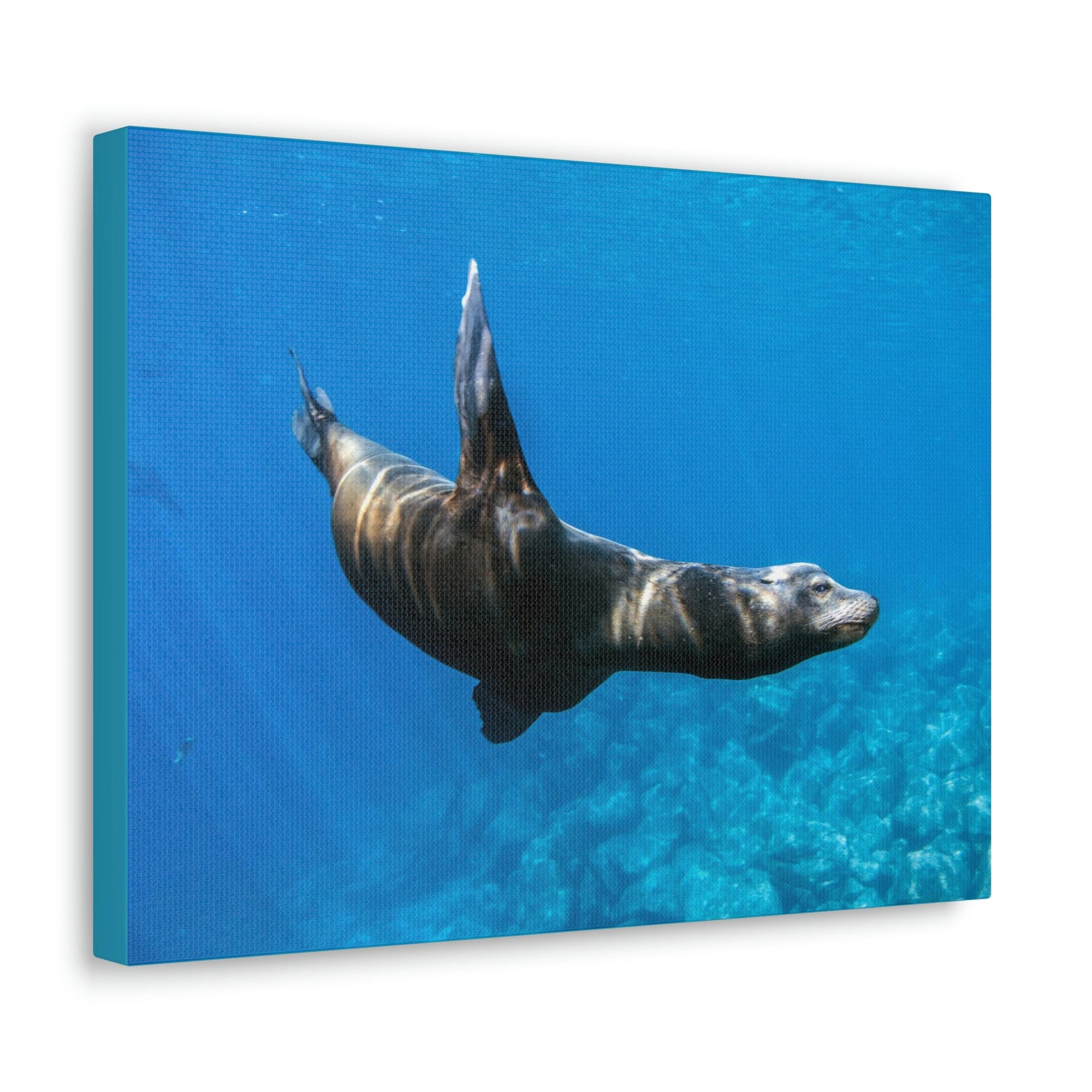 Scripture Walls Sea Lion Hunting Sea Lion on Hunt Print Animal Wall Art Wildlife Canvas Prints Wall Art Ready to Hang Unframed-Express Your Love Gifts