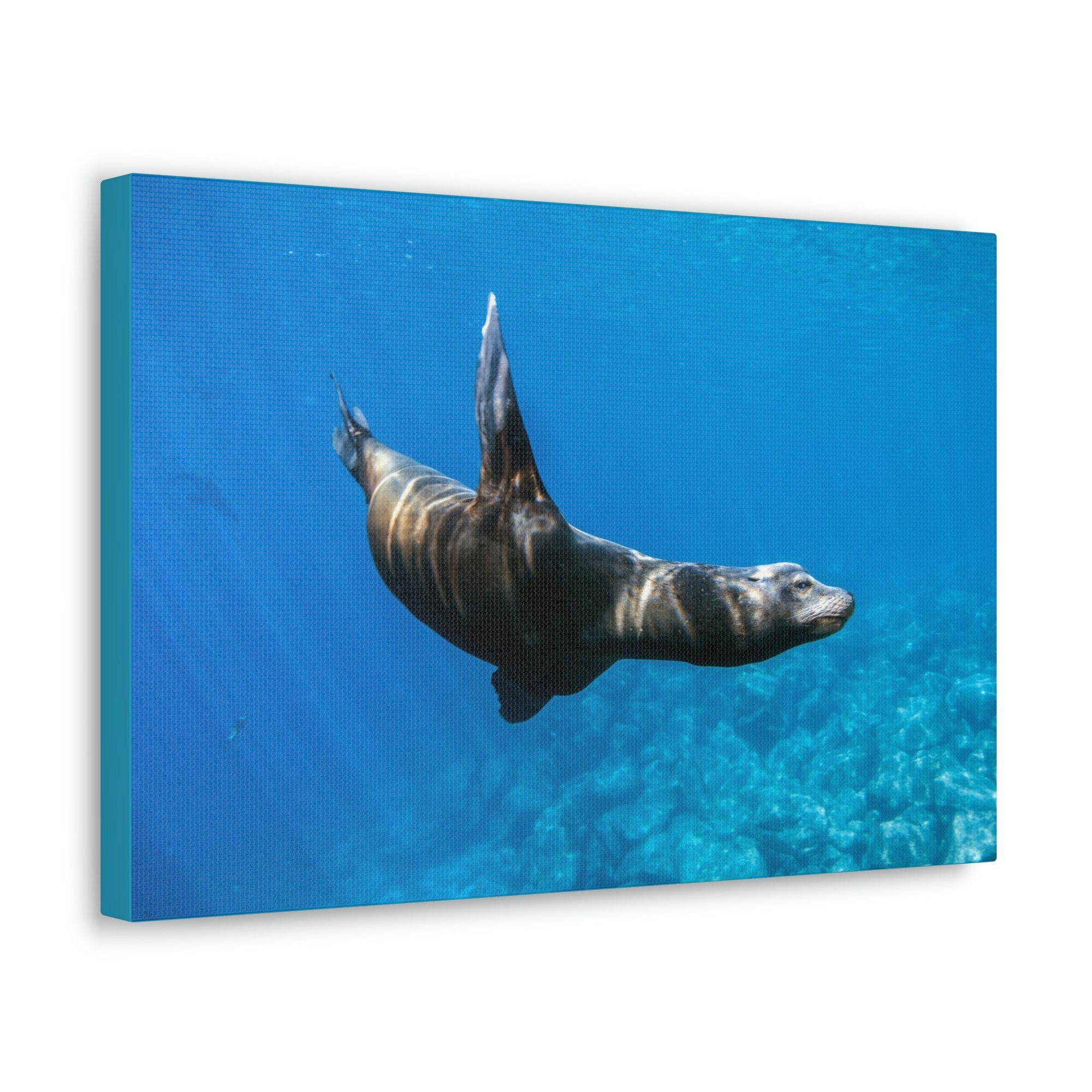 Scripture Walls Sea Lion Hunting Sea Lion on Hunt Print Animal Wall Art Wildlife Canvas Prints Wall Art Ready to Hang Unframed-Express Your Love Gifts