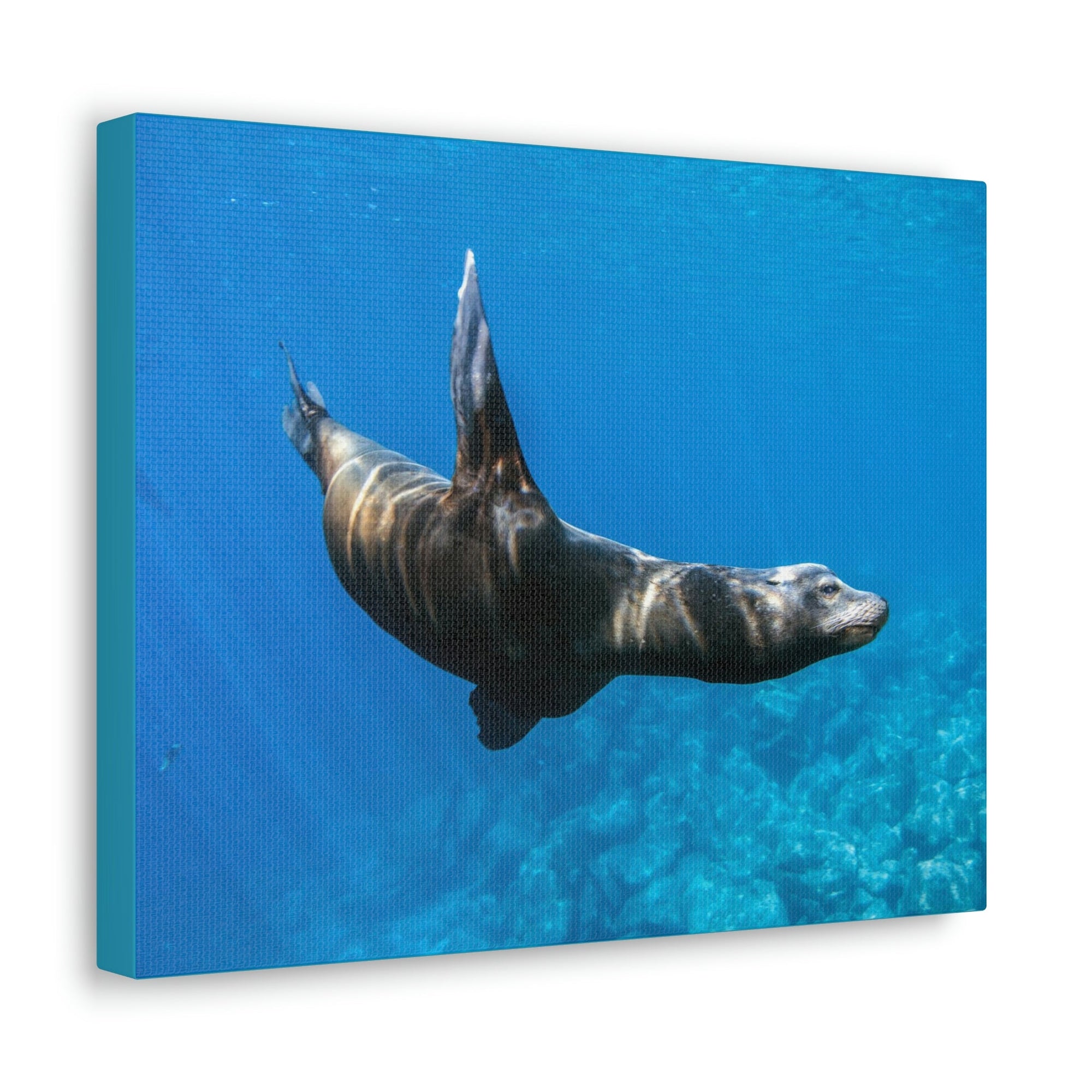 Scripture Walls Sea Lion Hunting Sea Lion on Hunt Print Animal Wall Art Wildlife Canvas Prints Wall Art Ready to Hang Unframed-Express Your Love Gifts