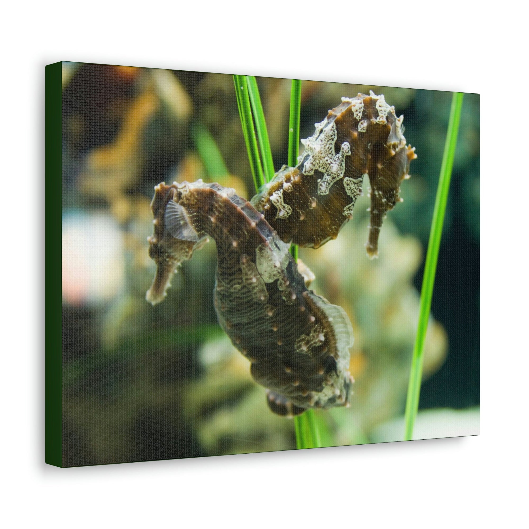 Scripture Walls Seahorse Couple Seahorse Couple Print Animal Wall Art Wildlife Canvas Prints Wall Art Ready to Hang Unframed-Express Your Love Gifts