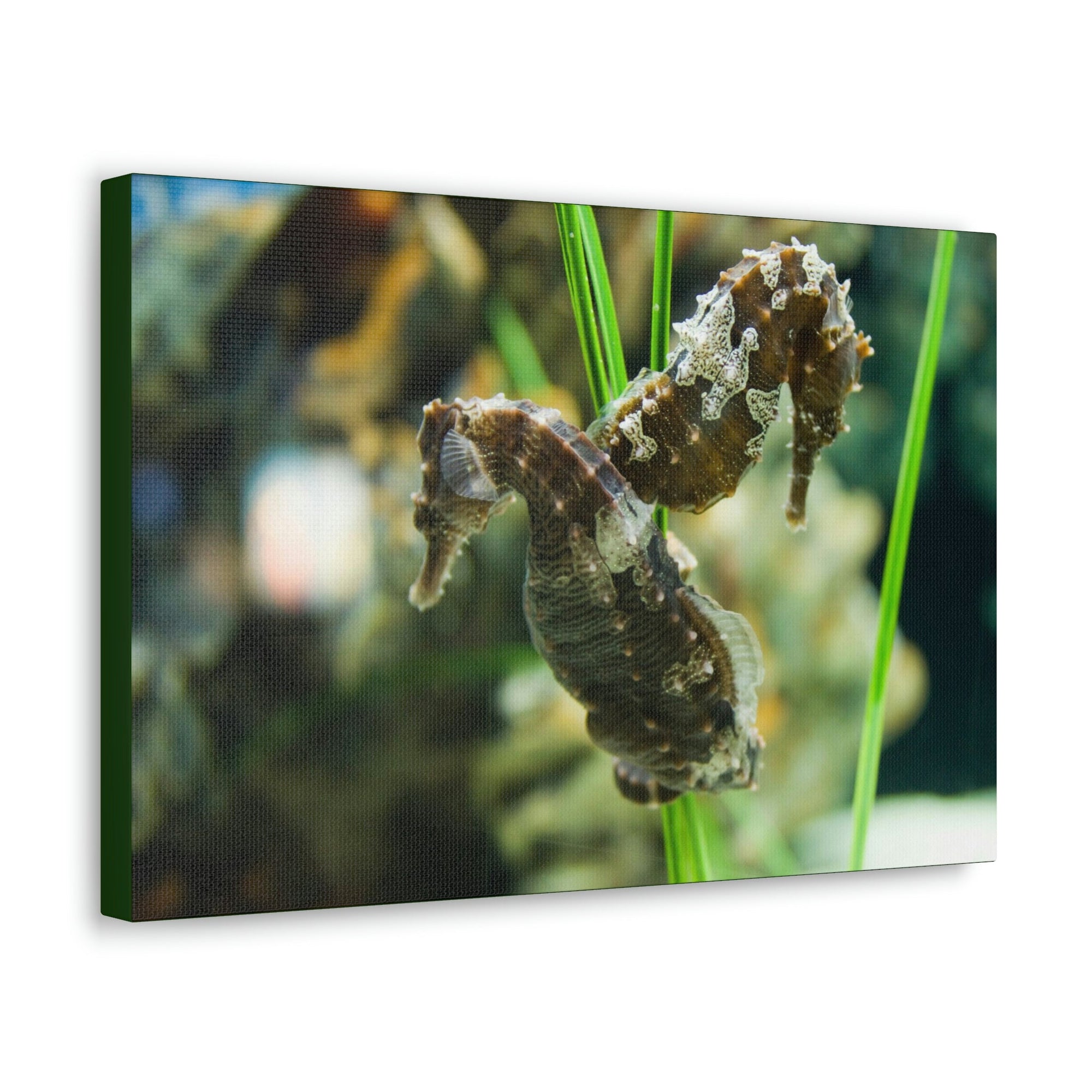 Scripture Walls Seahorse Couple Seahorse Couple Print Animal Wall Art Wildlife Canvas Prints Wall Art Ready to Hang Unframed-Express Your Love Gifts