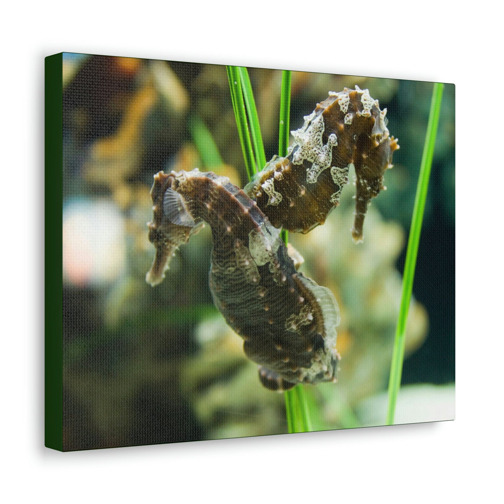 Scripture Walls Seahorse Couple Seahorse Couple Print Animal Wall Art Wildlife Canvas Prints Wall Art Ready to Hang Unframed-Express Your Love Gifts