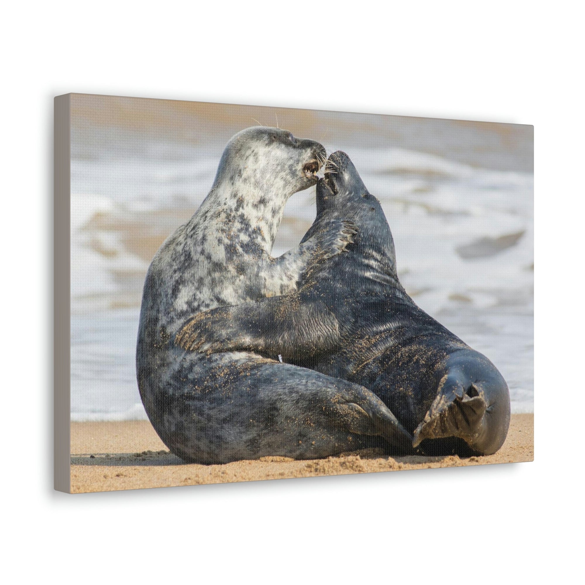 Scripture Walls Seal Couple Seal Couple Print Animal Wall Art Wildlife Canvas Prints Wall Art Ready to Hang Unframed-Express Your Love Gifts