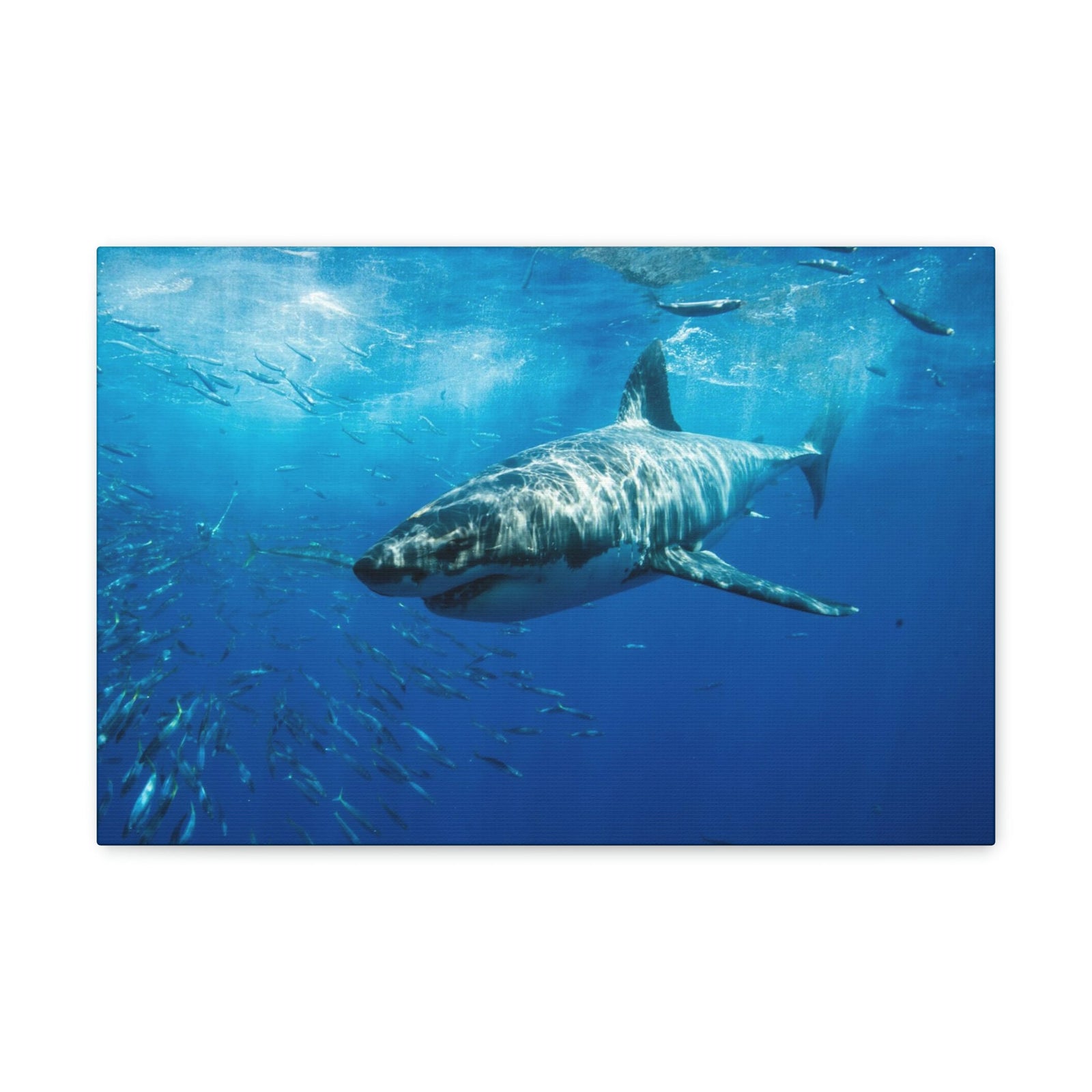 Scripture Walls Shark Hunting Shark on Hunt Print Animal Wall Art Wildlife Canvas Prints Wall Art Ready to Hang Unframed-Express Your Love Gifts