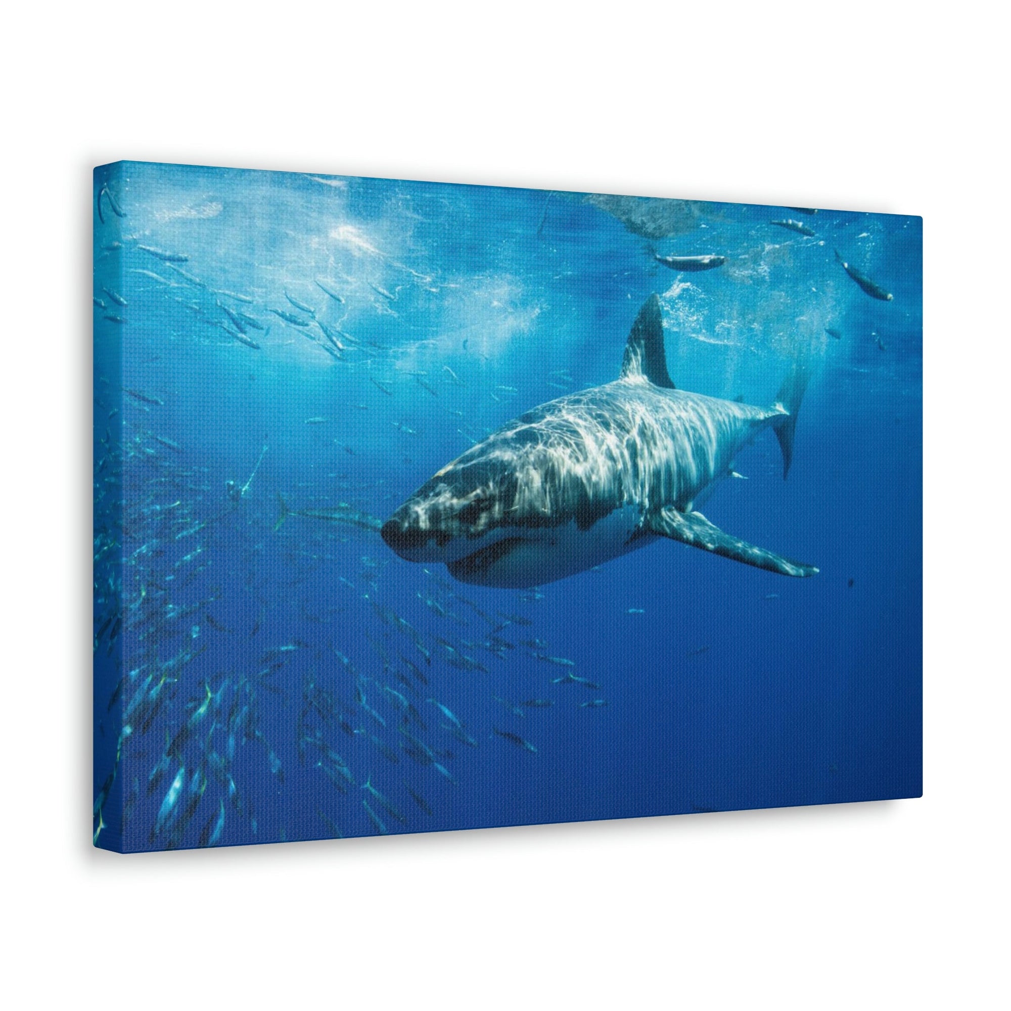 Scripture Walls Shark Hunting Shark on Hunt Print Animal Wall Art Wildlife Canvas Prints Wall Art Ready to Hang Unframed-Express Your Love Gifts