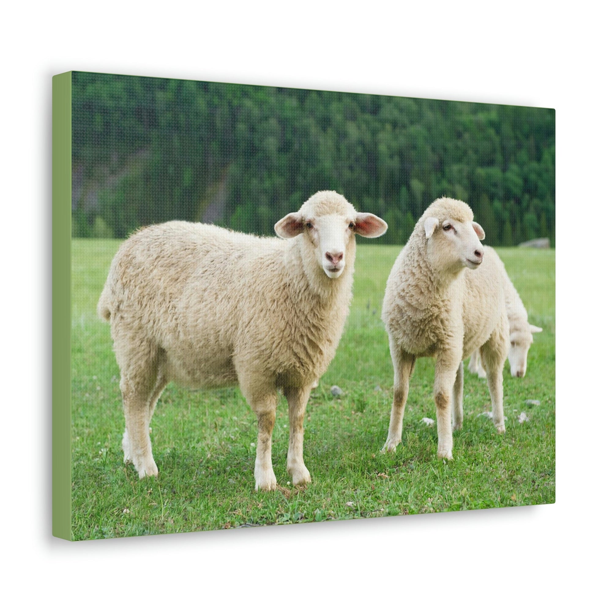 Scripture Walls Sheep Group Sheep Troop Print Animal Wall Art Wildlife Canvas Prints Wall Art Ready to Hang Unframed-Express Your Love Gifts