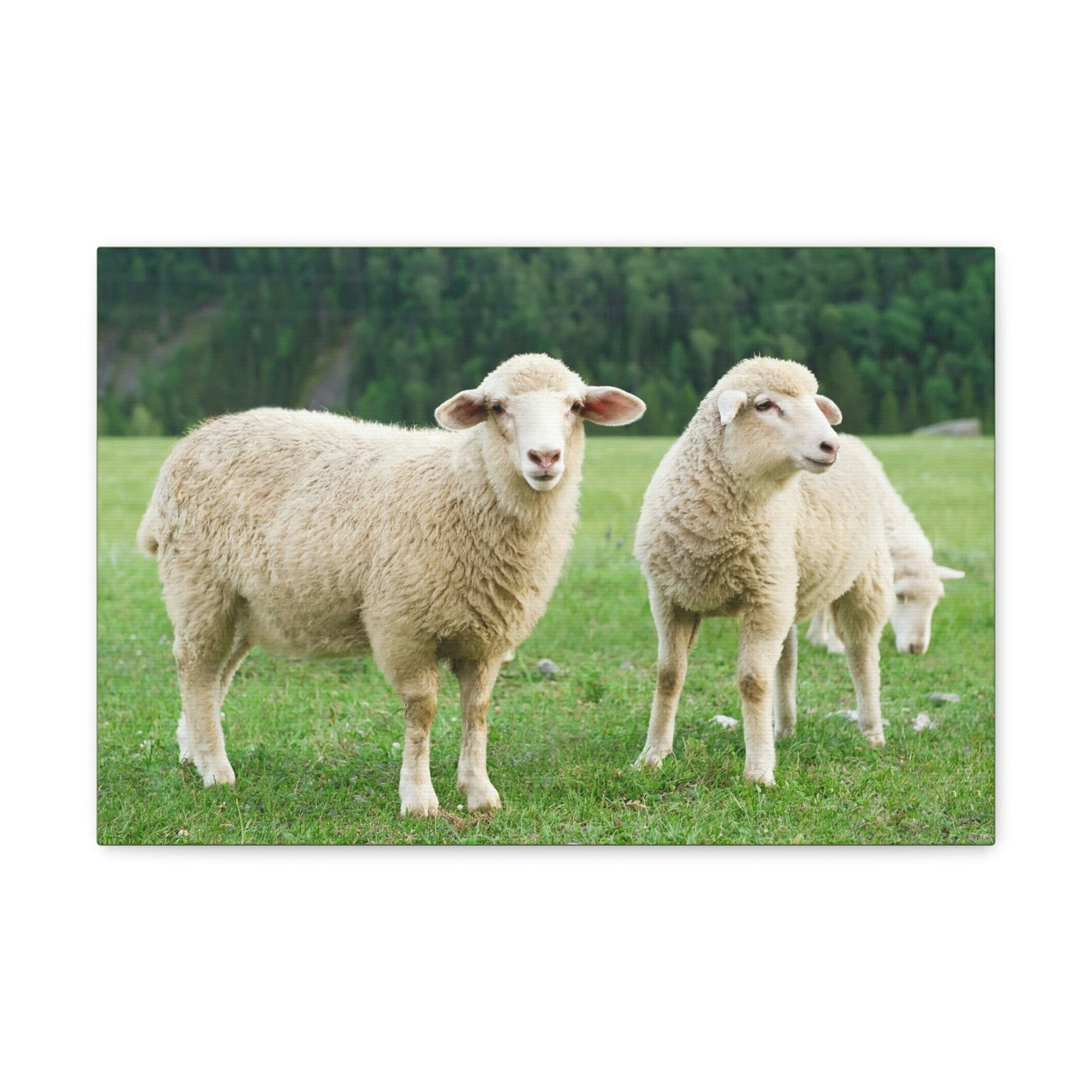 Scripture Walls Sheep Group Sheep Troop Print Animal Wall Art Wildlife Canvas Prints Wall Art Ready to Hang Unframed-Express Your Love Gifts