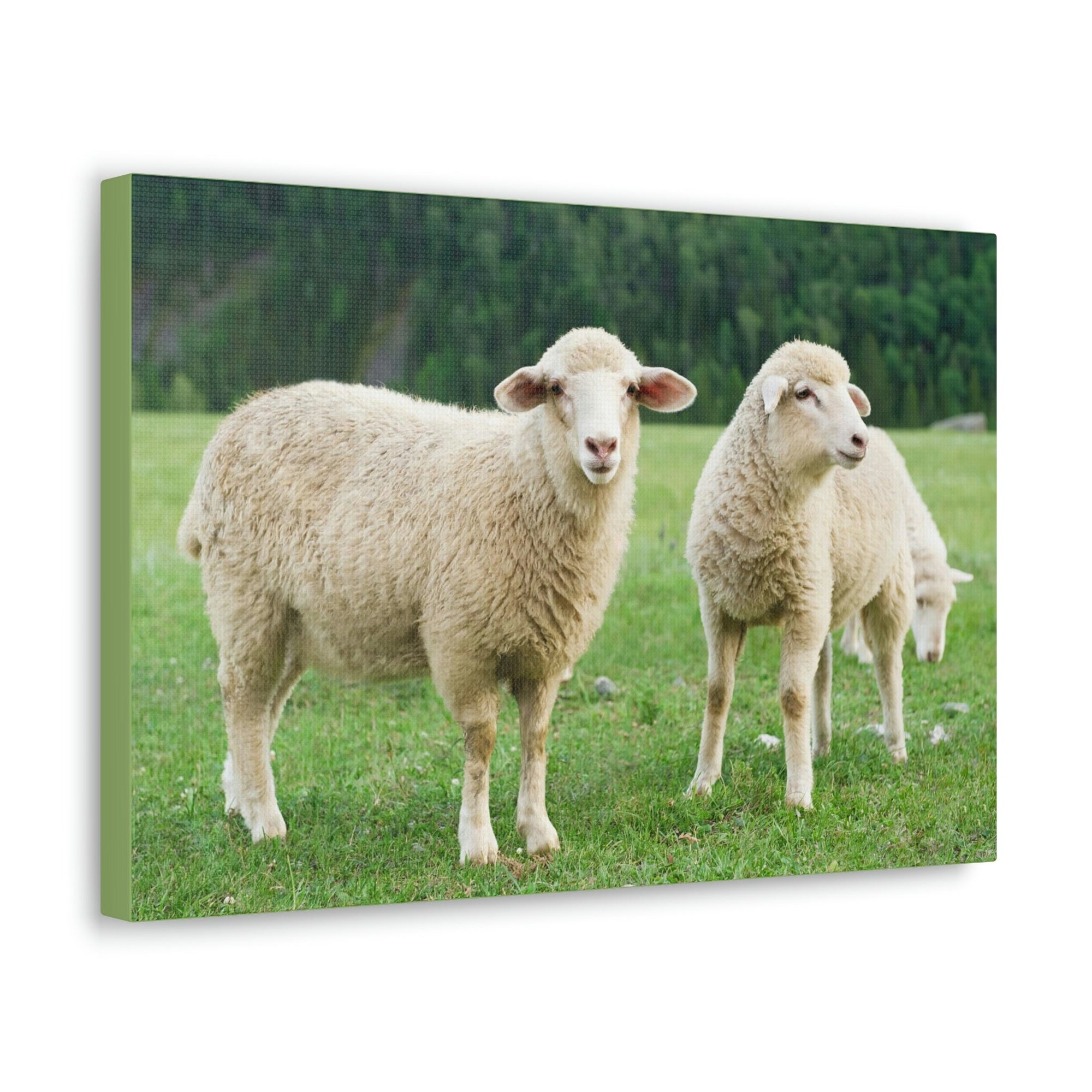 Scripture Walls Sheep Group Sheep Troop Print Animal Wall Art Wildlife Canvas Prints Wall Art Ready to Hang Unframed-Express Your Love Gifts