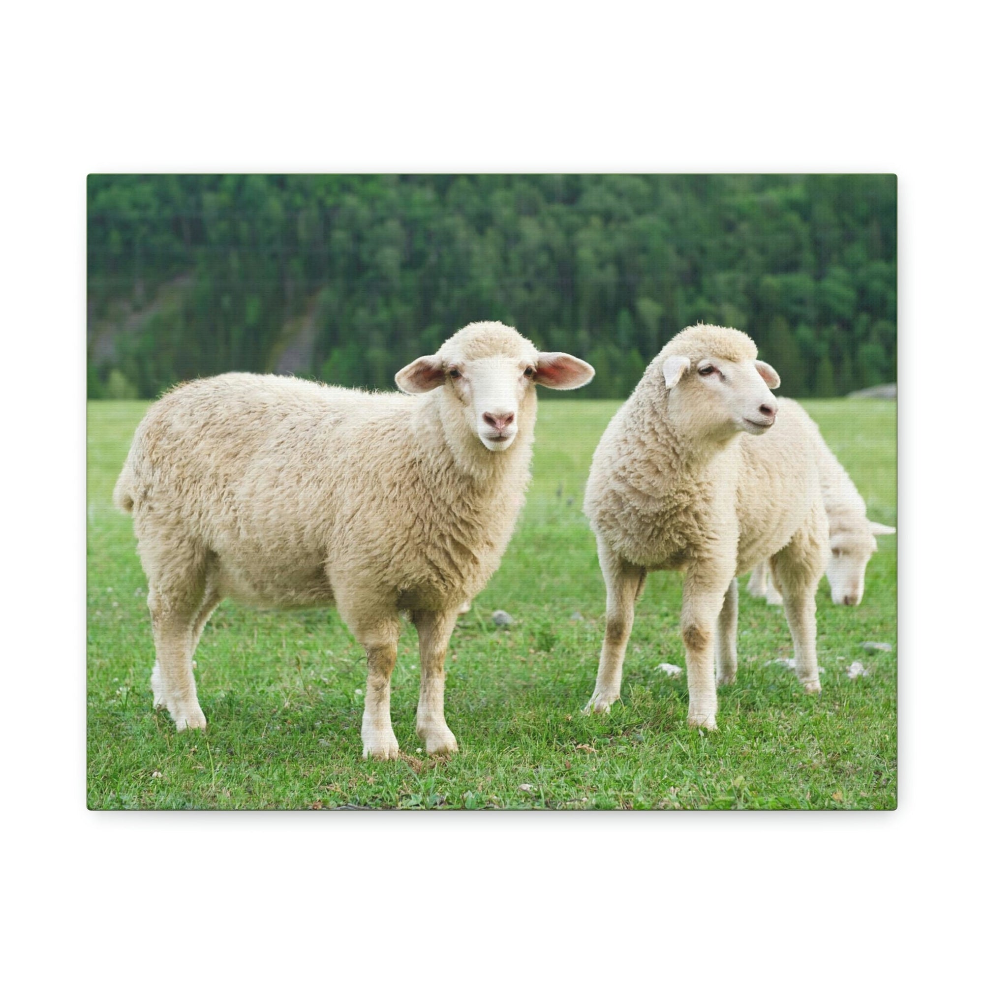 Scripture Walls Sheep Group Sheep Troop Print Animal Wall Art Wildlife Canvas Prints Wall Art Ready to Hang Unframed-Express Your Love Gifts