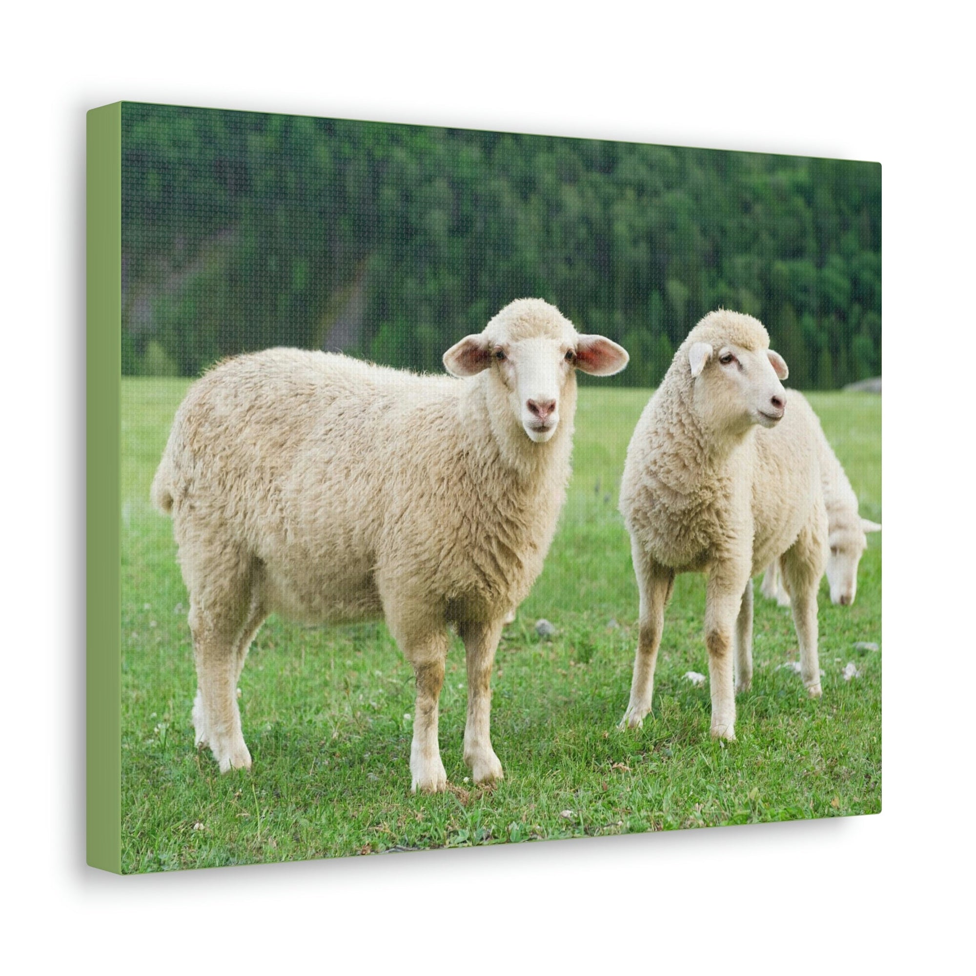 Scripture Walls Sheep Group Sheep Troop Print Animal Wall Art Wildlife Canvas Prints Wall Art Ready to Hang Unframed-Express Your Love Gifts