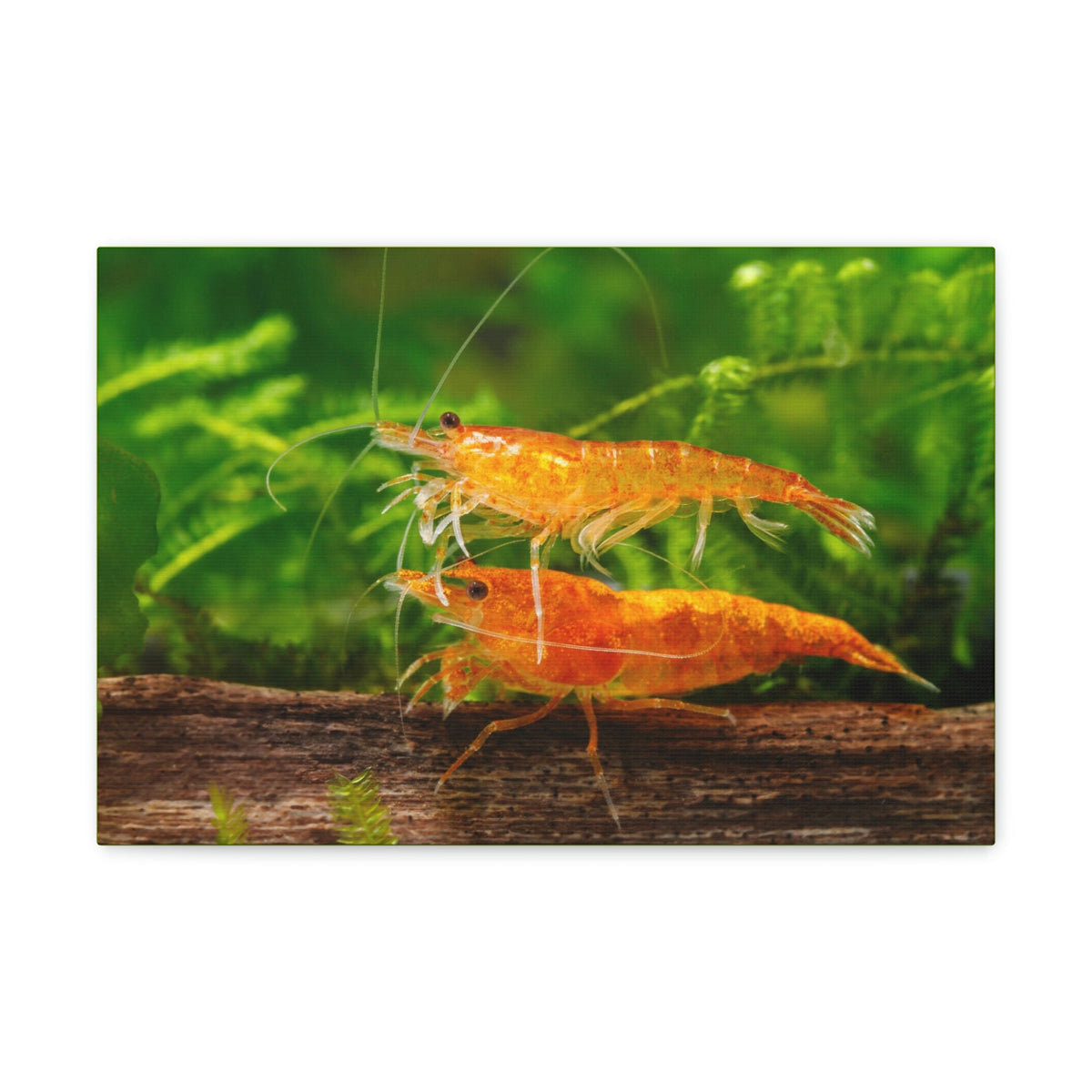 Scripture Walls Shrimp Couple Shrimp Couple Print Animal Wall Art Wildlife Canvas Prints Wall Art Ready to Hang Unframed-Express Your Love Gifts