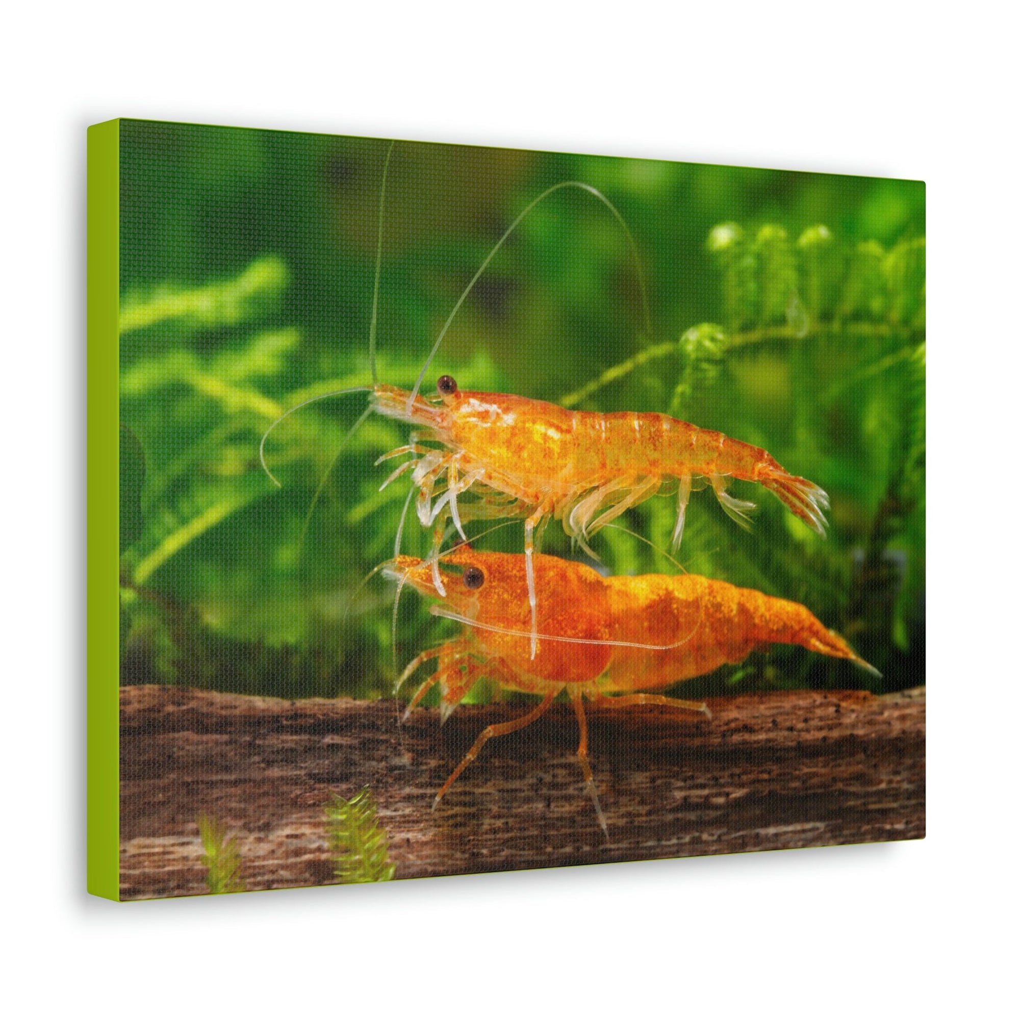 Scripture Walls Shrimp Couple Shrimp Couple Print Animal Wall Art Wildlife Canvas Prints Wall Art Ready to Hang Unframed-Express Your Love Gifts