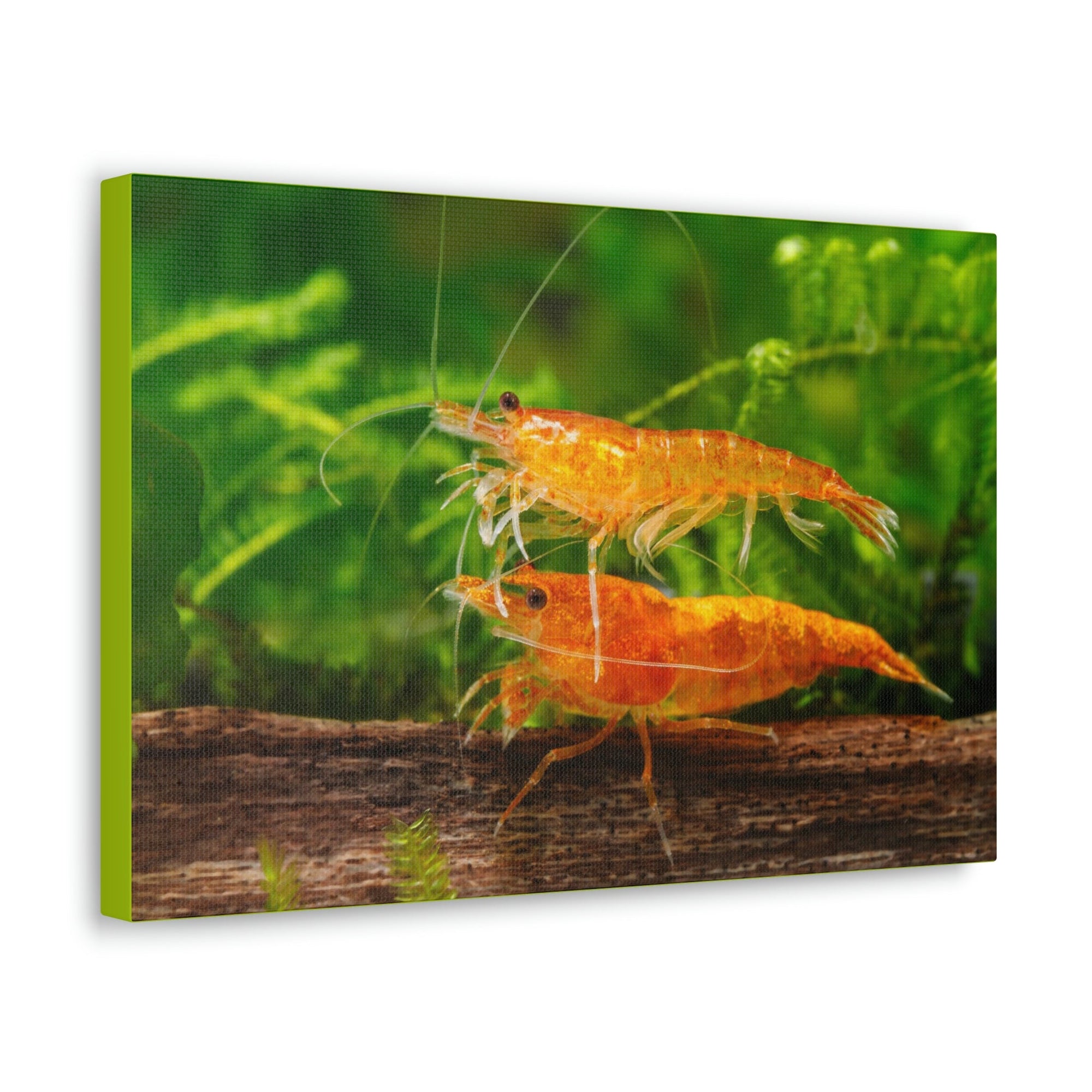 Scripture Walls Shrimp Couple Shrimp Couple Print Animal Wall Art Wildlife Canvas Prints Wall Art Ready to Hang Unframed-Express Your Love Gifts