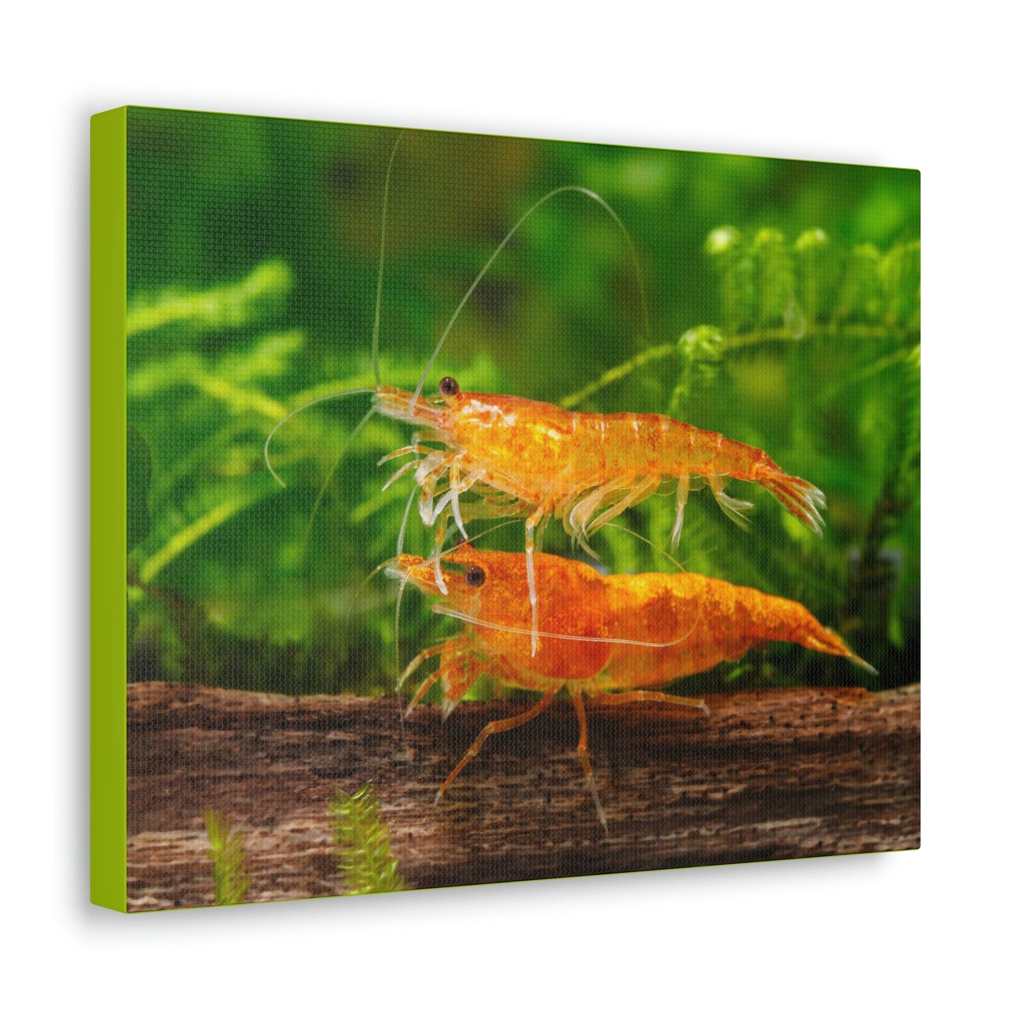 Scripture Walls Shrimp Couple Shrimp Couple Print Animal Wall Art Wildlife Canvas Prints Wall Art Ready to Hang Unframed-Express Your Love Gifts