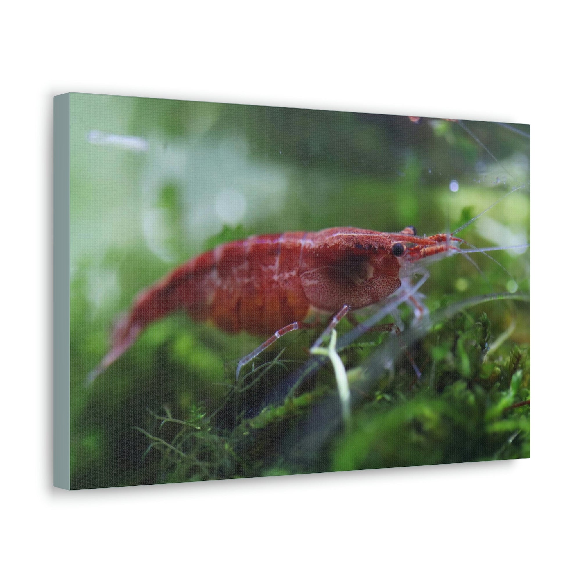 Scripture Walls Shrimp Hunting Shrimp on Hunt Print Animal Wall Art Wildlife Canvas Prints Wall Art Ready to Hang Unframed-Express Your Love Gifts