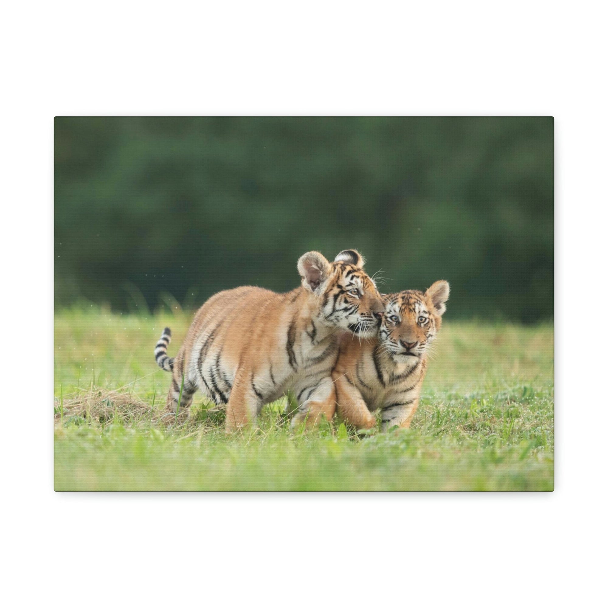 Scripture Walls Siberian Tiger Couple Siberian Tiger Couple Print Animal Wall Art Wildlife Canvas Prints Wall Art Ready to Hang Unframed-Express Your Love Gifts