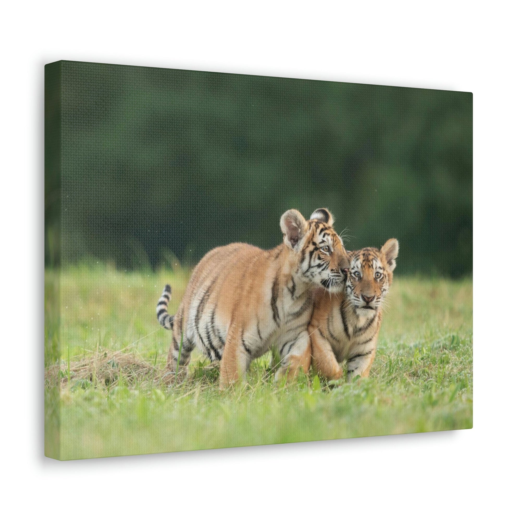 Scripture Walls Siberian Tiger Couple Siberian Tiger Couple Print Animal Wall Art Wildlife Canvas Prints Wall Art Ready to Hang Unframed-Express Your Love Gifts