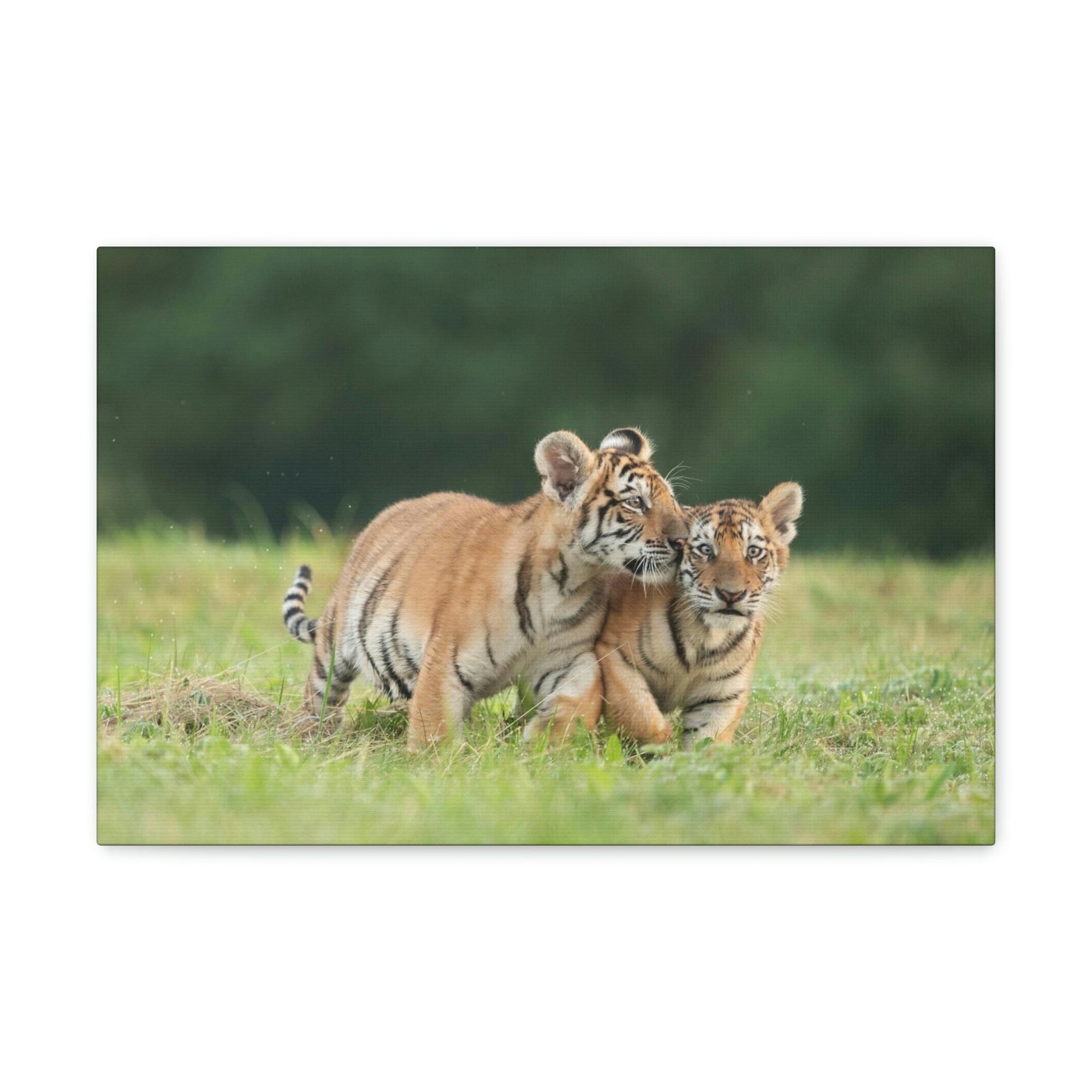 Scripture Walls Siberian Tiger Couple Siberian Tiger Couple Print Animal Wall Art Wildlife Canvas Prints Wall Art Ready to Hang Unframed-Express Your Love Gifts