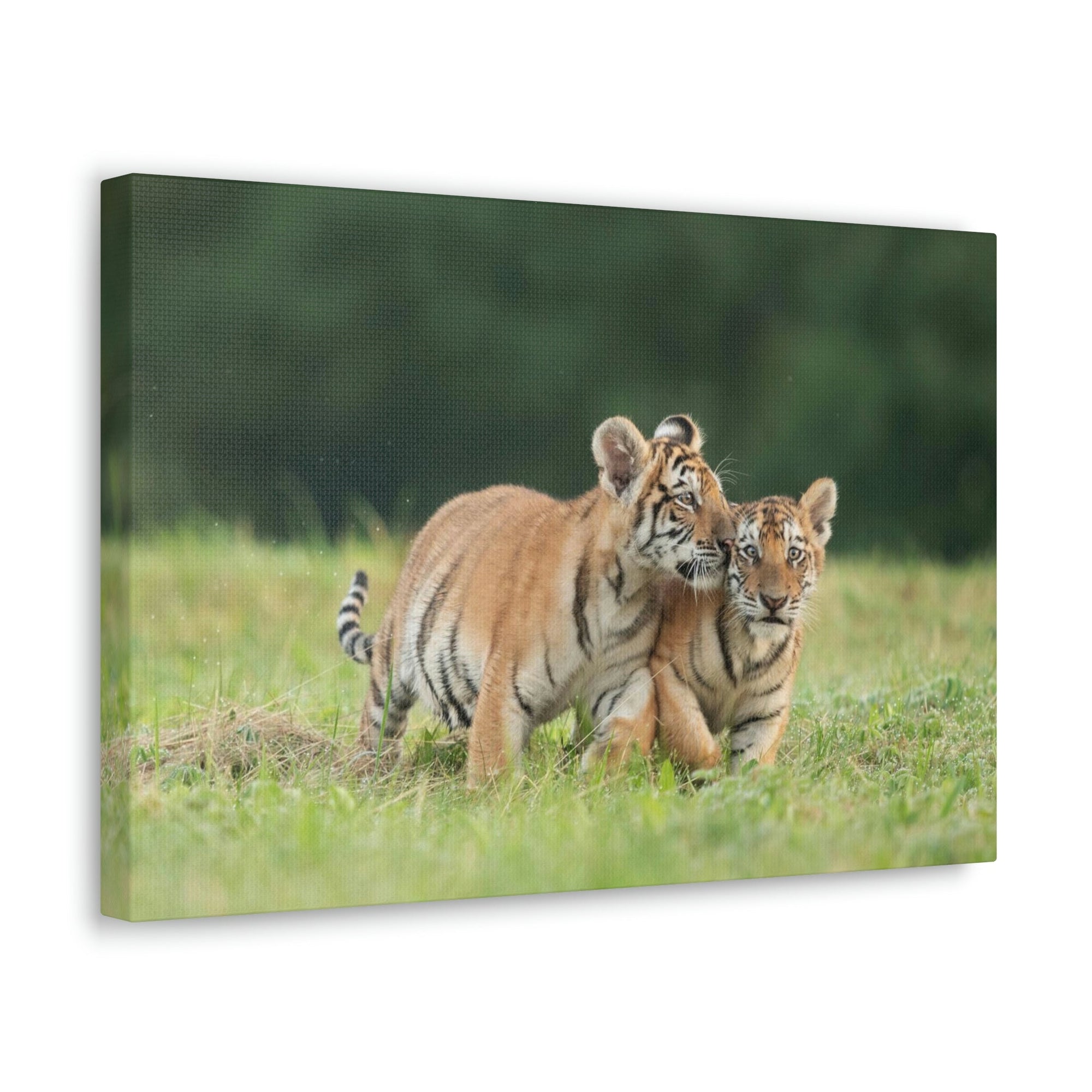 Scripture Walls Siberian Tiger Couple Siberian Tiger Couple Print Animal Wall Art Wildlife Canvas Prints Wall Art Ready to Hang Unframed-Express Your Love Gifts