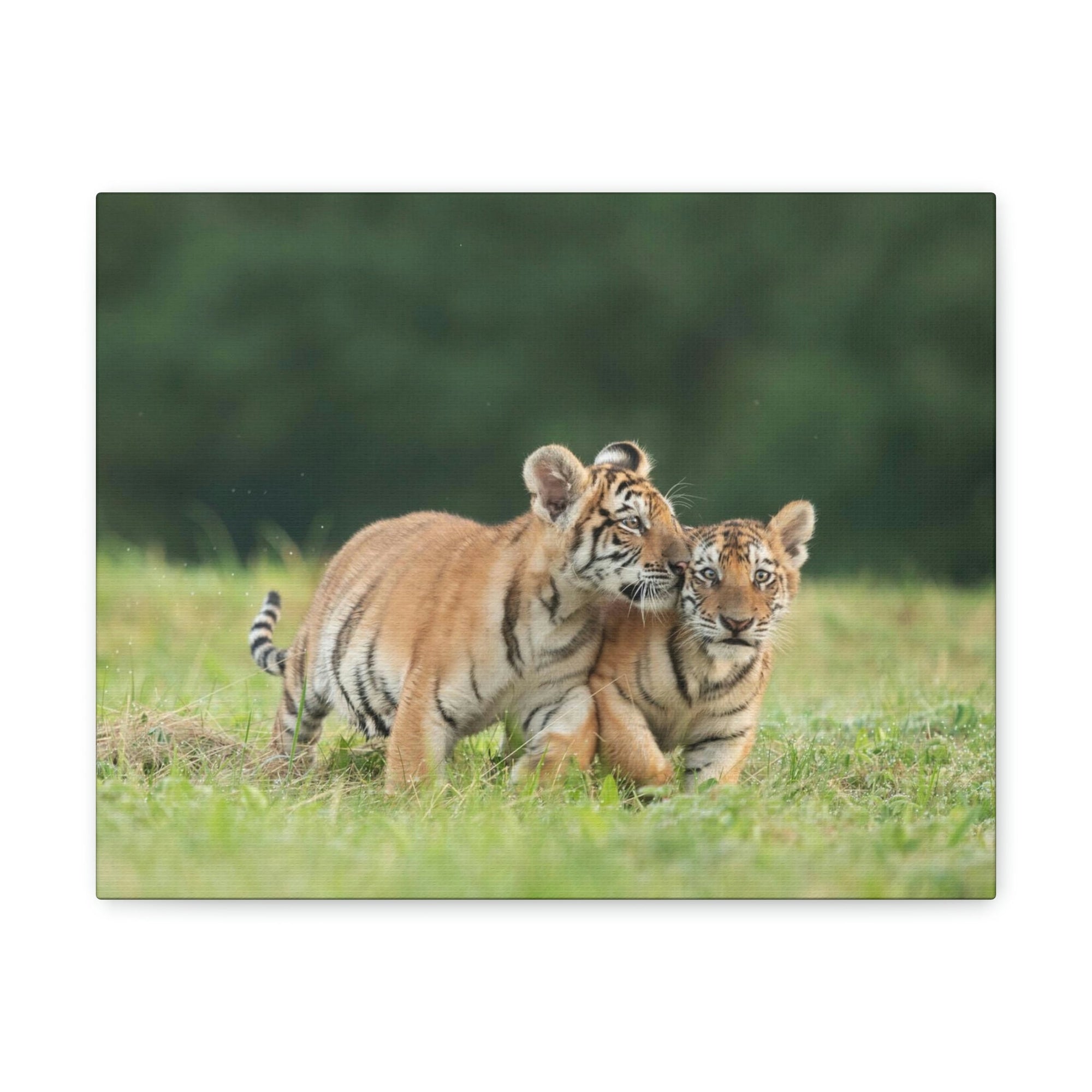 Scripture Walls Siberian Tiger Couple Siberian Tiger Couple Print Animal Wall Art Wildlife Canvas Prints Wall Art Ready to Hang Unframed-Express Your Love Gifts