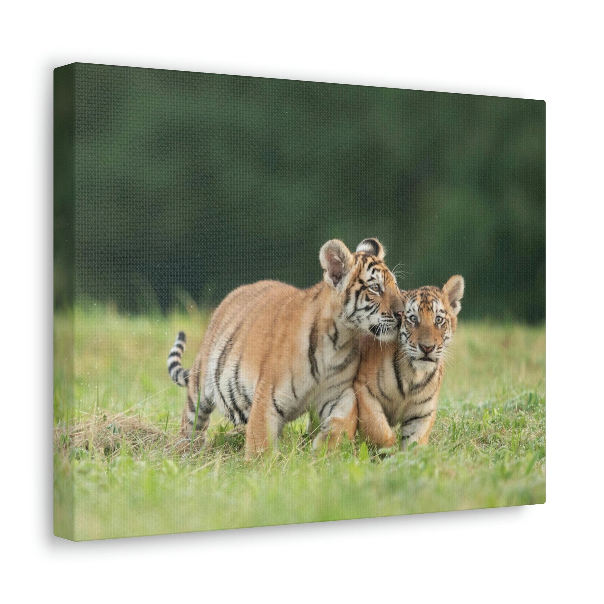 Scripture Walls Siberian Tiger Couple Siberian Tiger Couple Print Animal Wall Art Wildlife Canvas Prints Wall Art Ready to Hang Unframed-Express Your Love Gifts