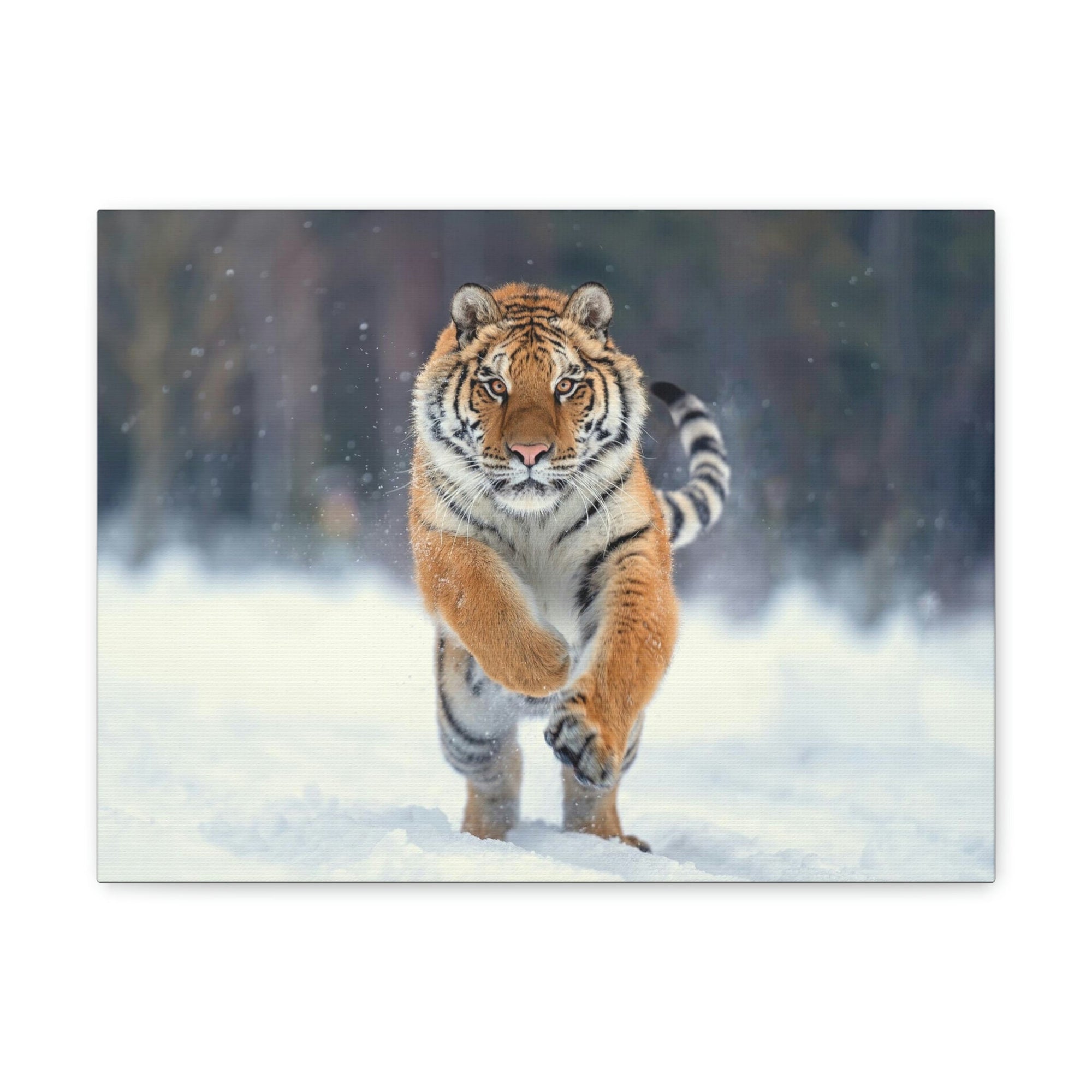 Scripture Walls Siberian Tiger Hunting Siberian Tiger on Hunt Print Animal Wall Art Wildlife Canvas Prints Wall Art Ready to Hang Unframed-Express Your Love Gifts